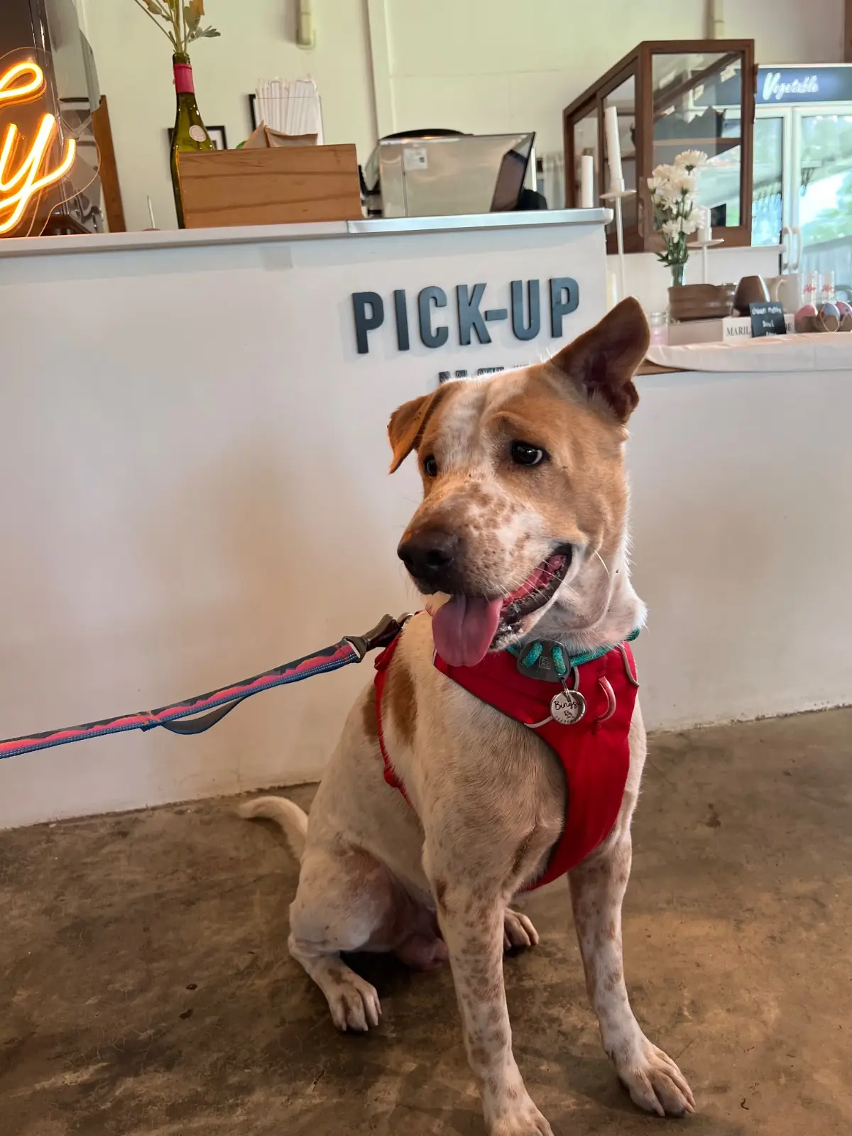 Howdy Cafe&Bistro pets image 2