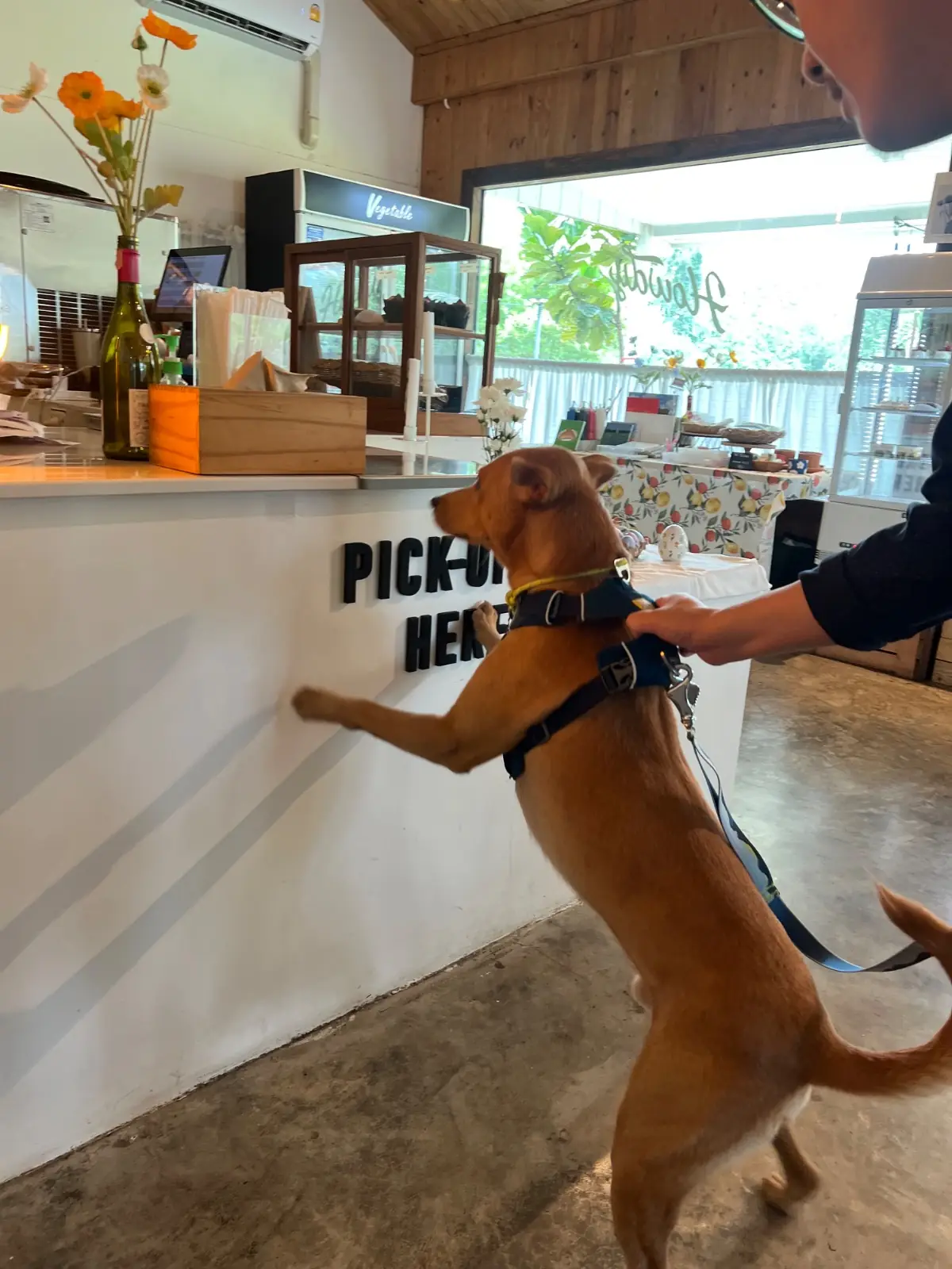 Howdy Cafe&Bistro pets image 1