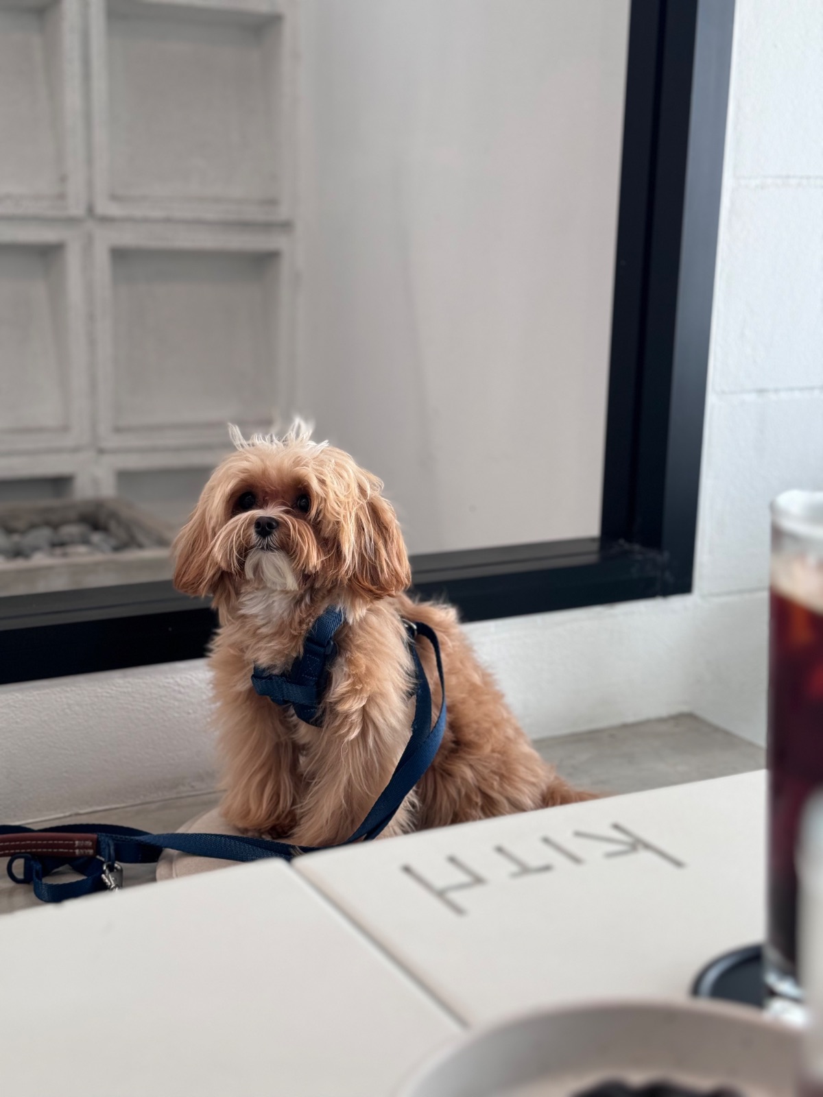 Kith's Coffee pets image 3