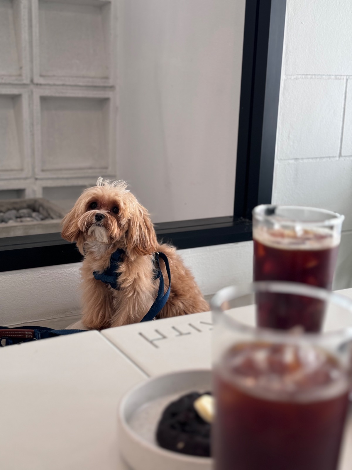 Kith's Coffee pets image 1