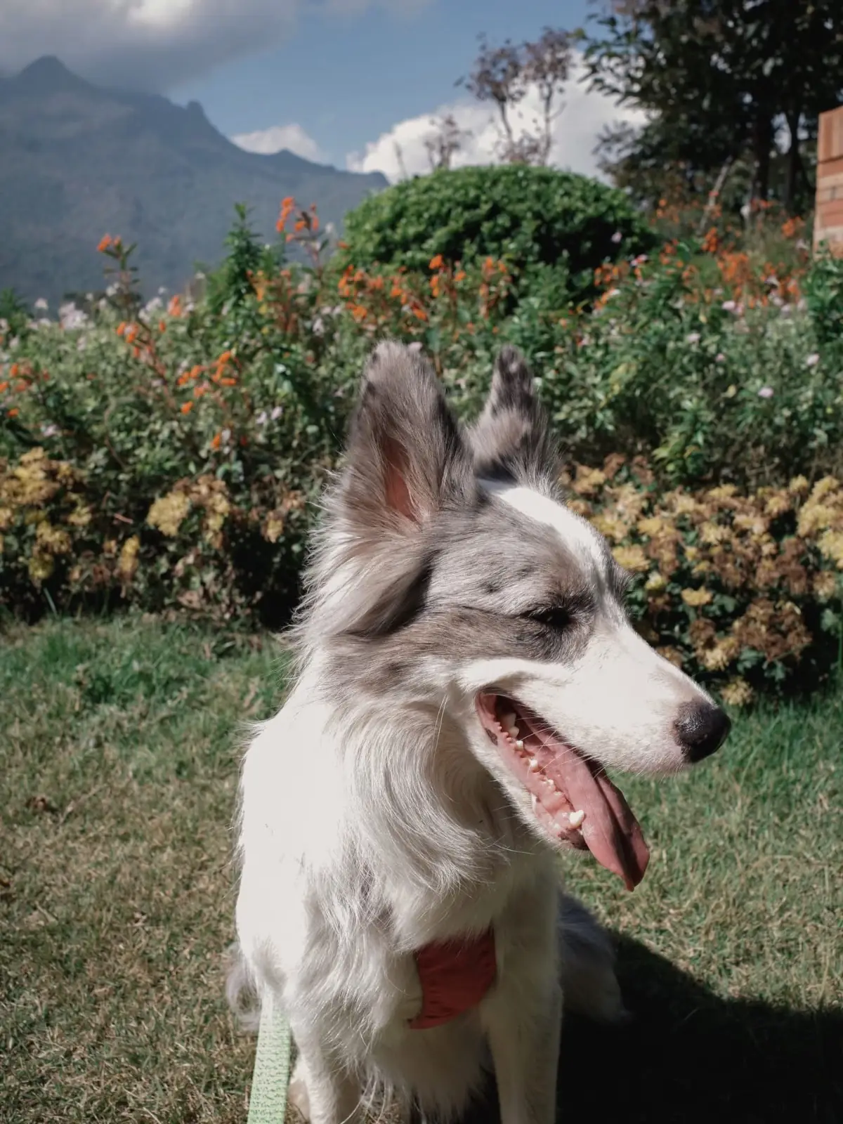 TATA Chiang Dao Cafe and Farm pets image 1