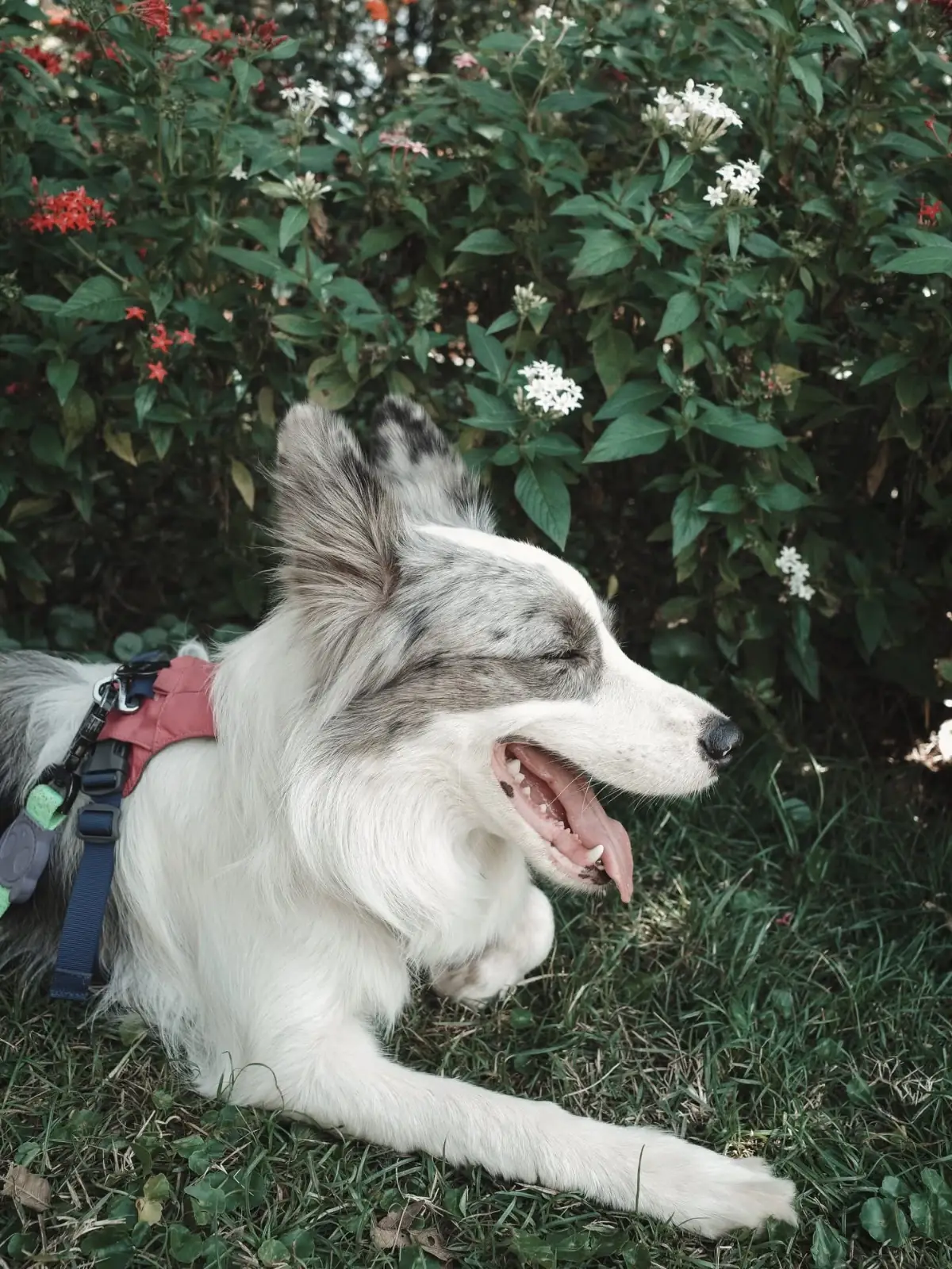 TATA Chiang Dao Cafe and Farm pets image 2