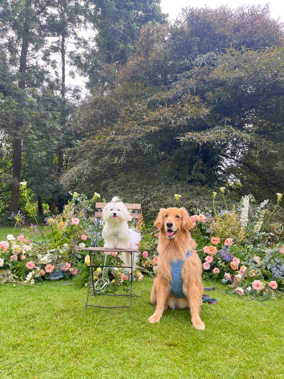 whispering cafe pets image 2