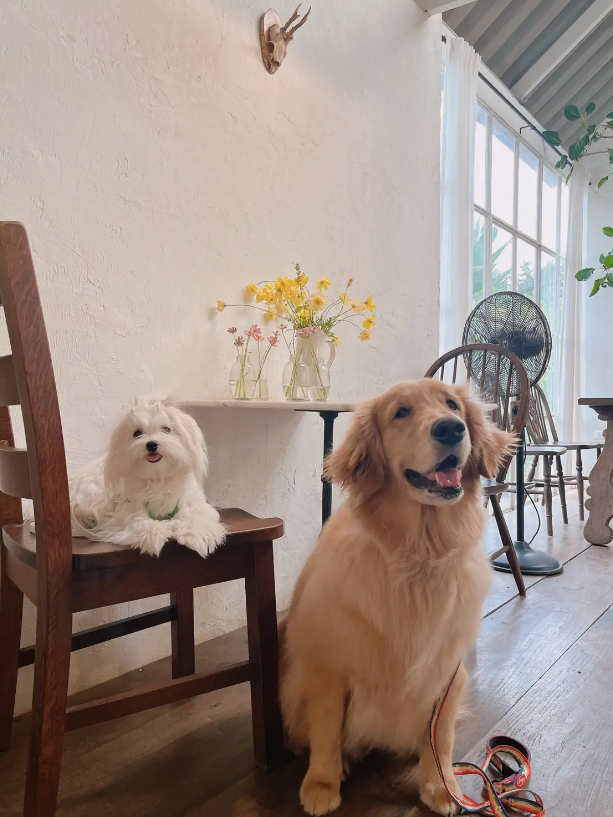 whispering cafe pets image 3