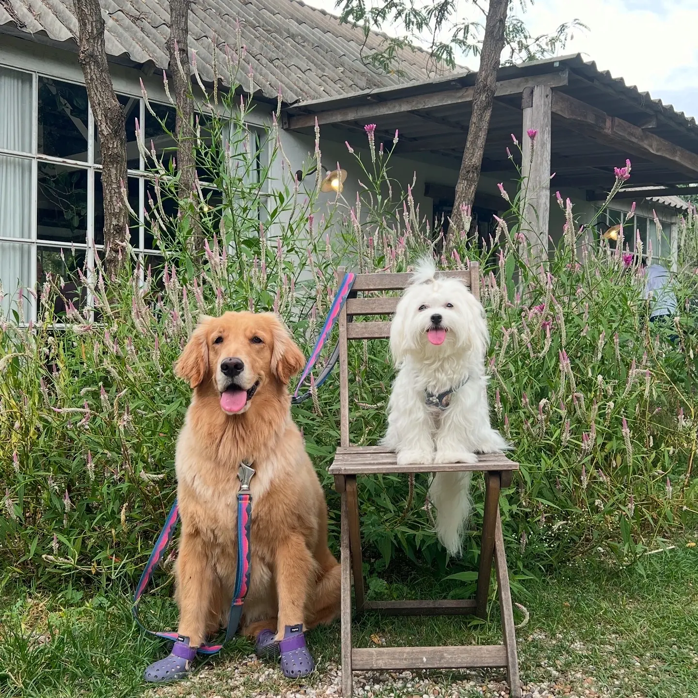 whispering cafe pets image 1