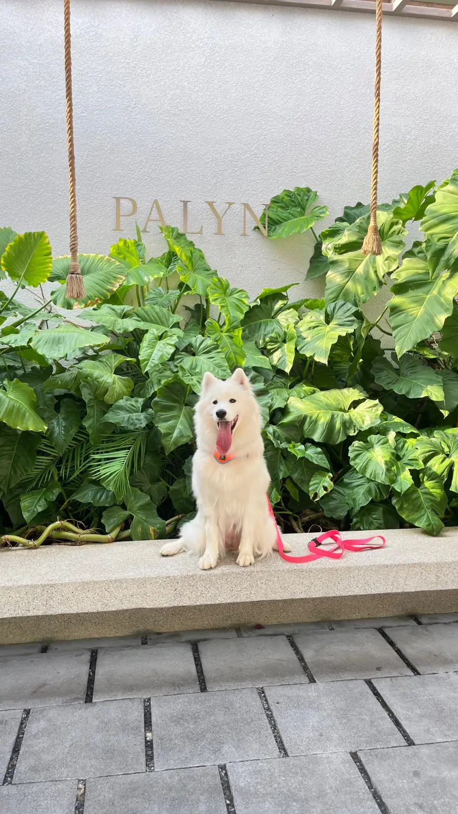 ปาลิณ คาเฟ่แอนด์อีทเทอร์รี่ pets image 2