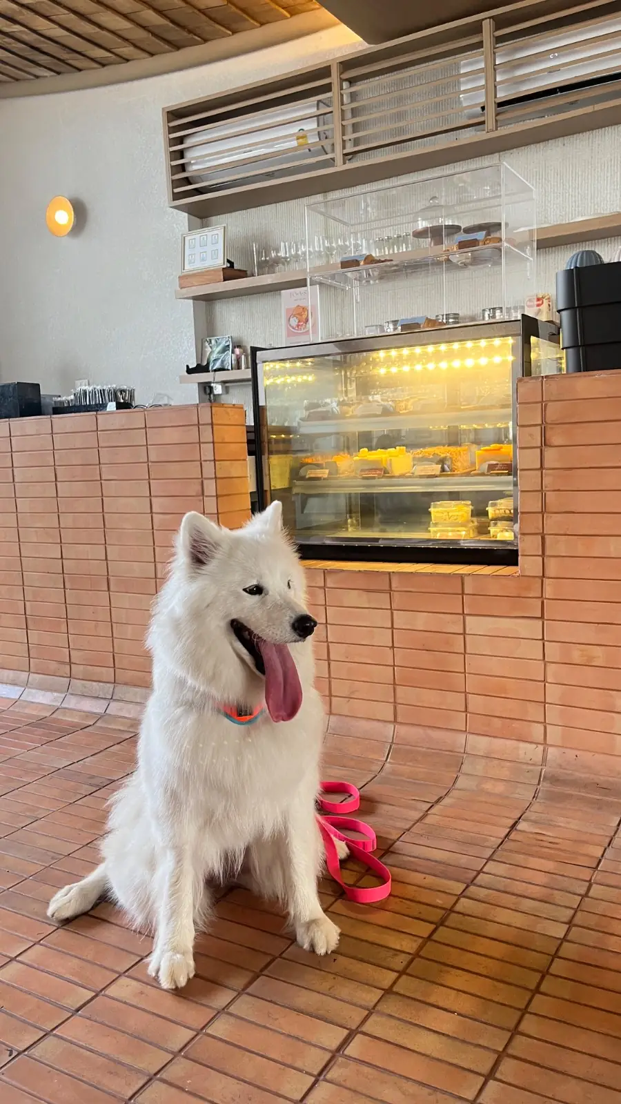 ปาลิณ คาเฟ่แอนด์อีทเทอร์รี่ pets image 1