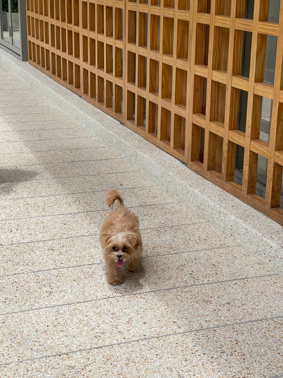 Kasnasbkk pets image 2