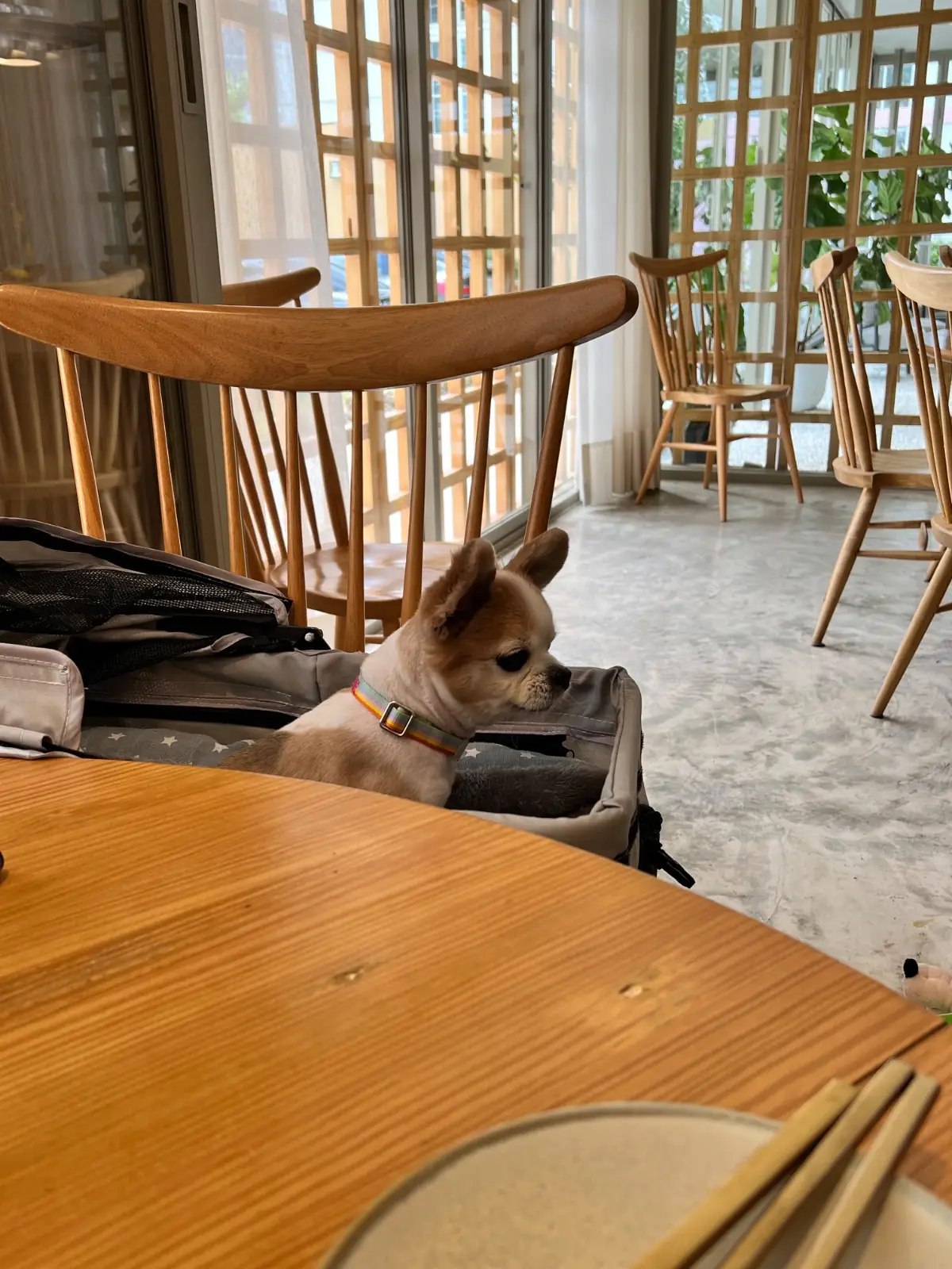 Kasna BKK pets image 9