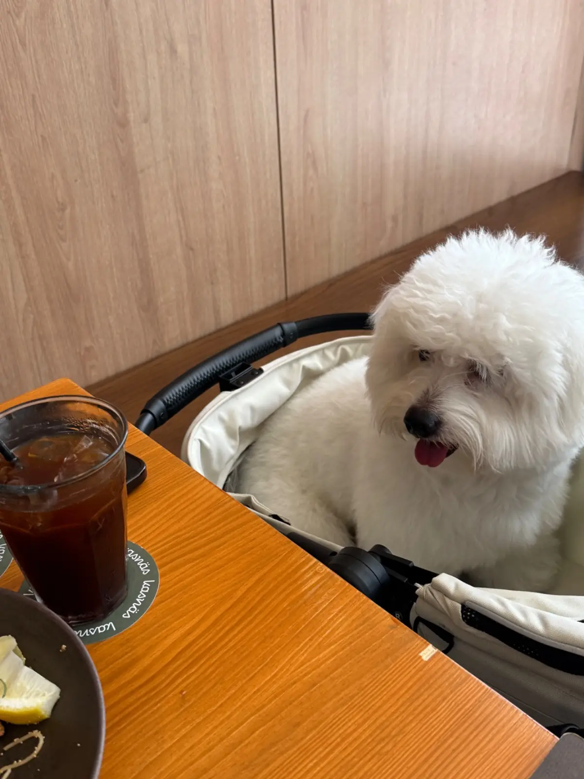 Kasna BKK pets image 2