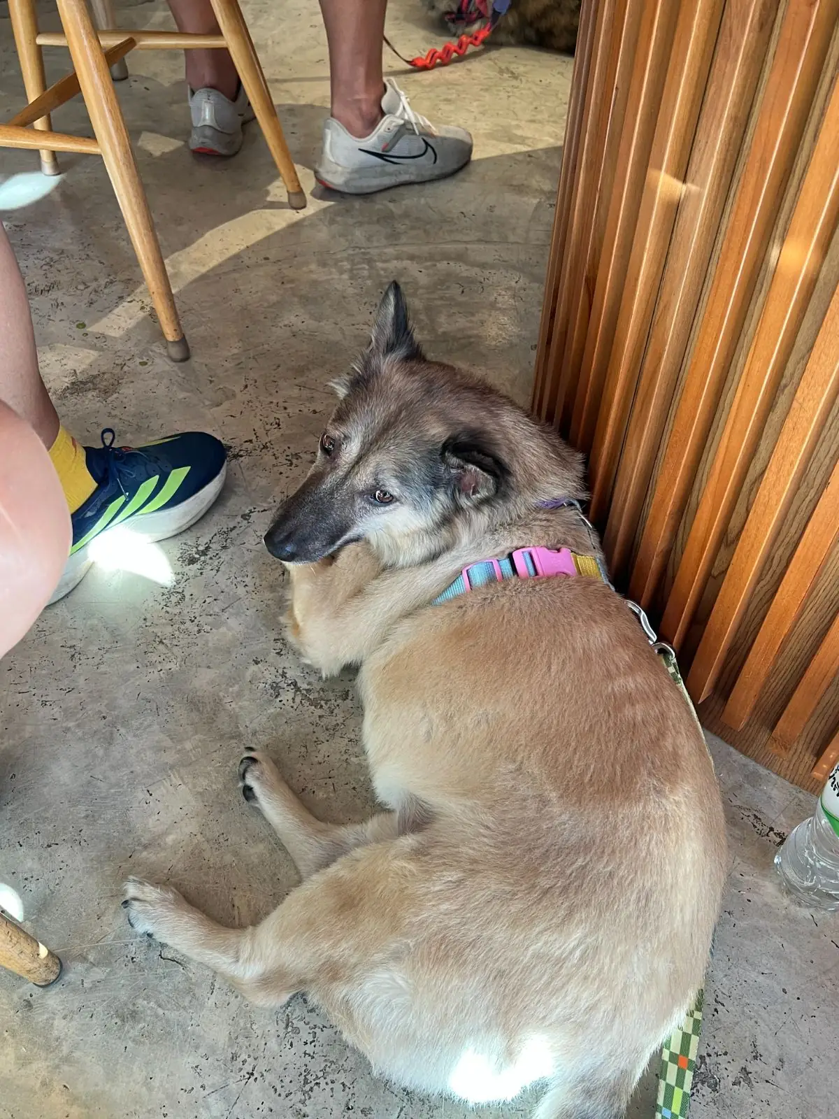 Kasna BKK pets image 6