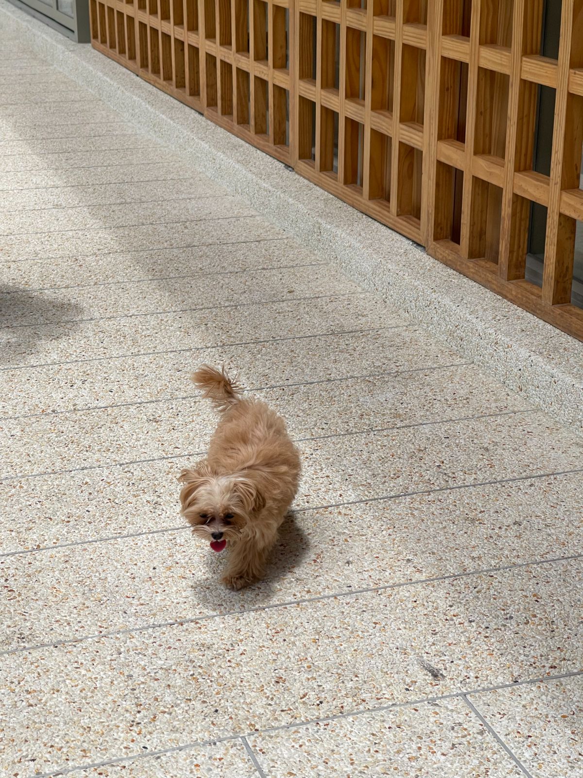 Kasnasbkk pets image 1