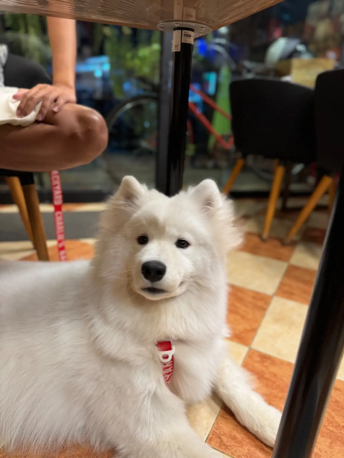 หมีโวยวาย pets image 1