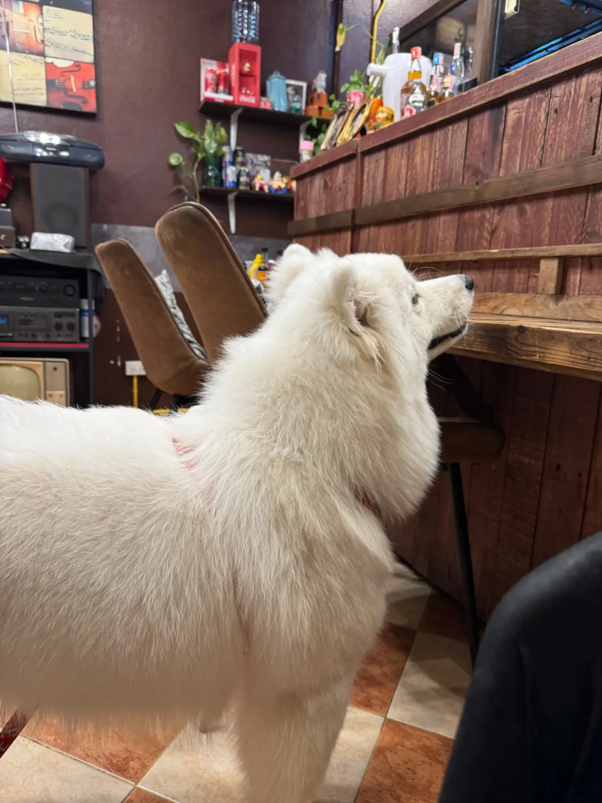 หมีโวยวาย pets image 2