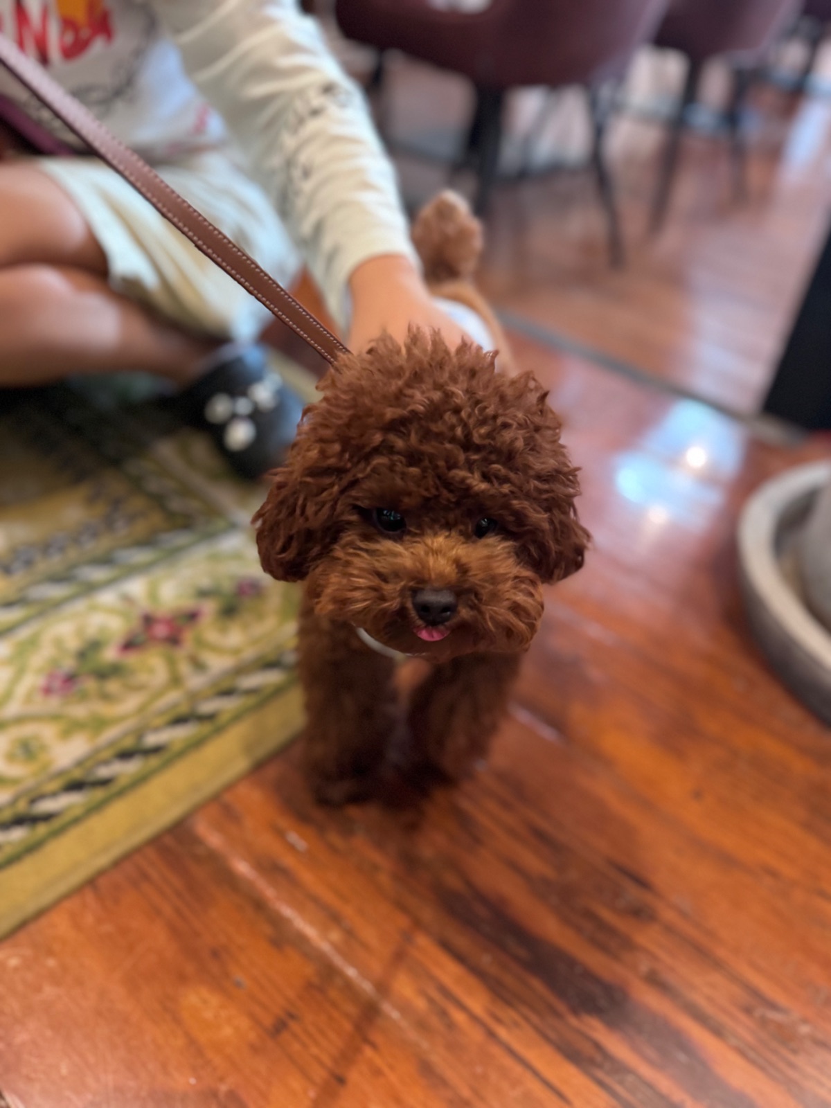 Photohostel & Photocafe pets image 1