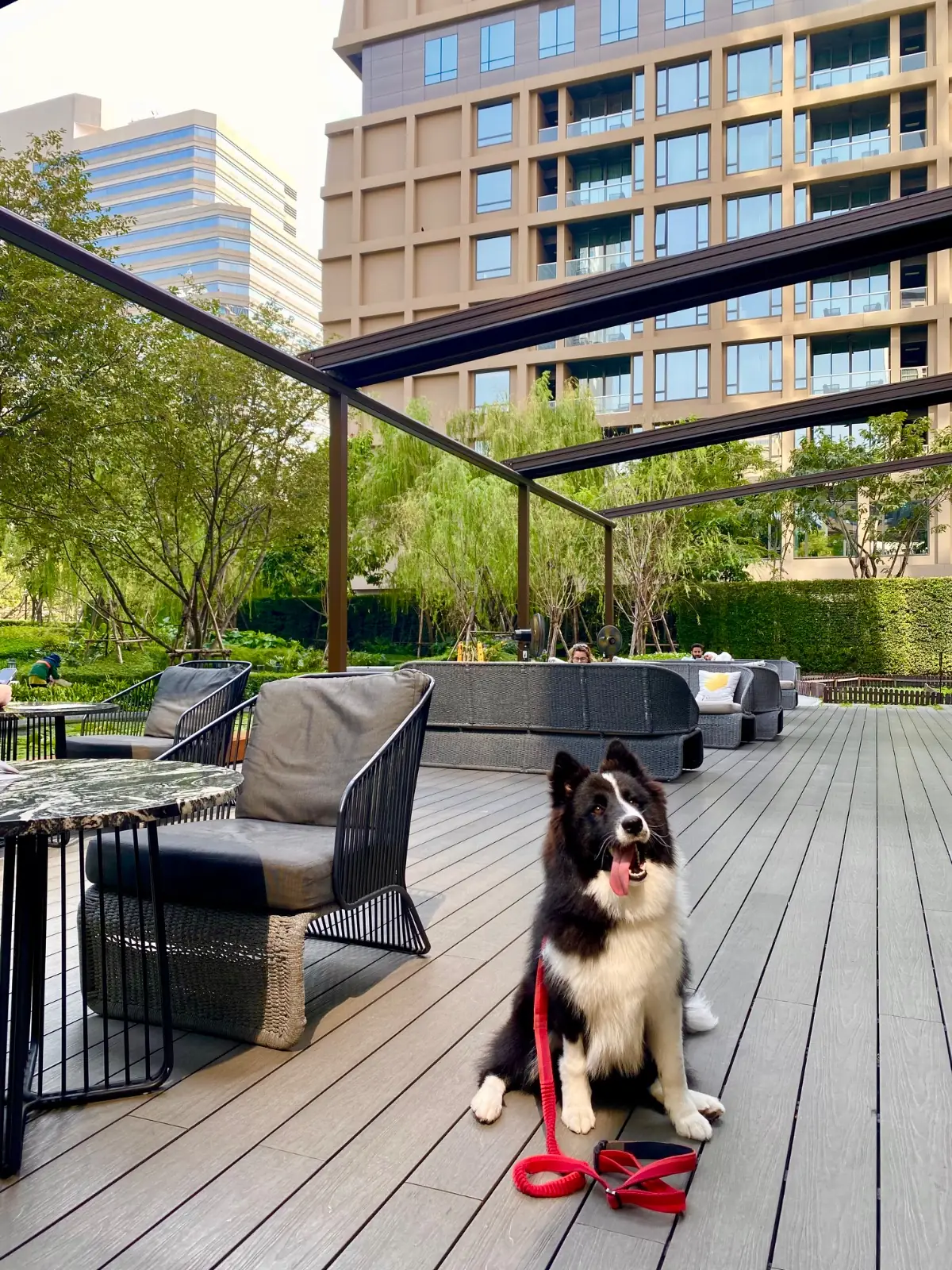 คราฟ pets image 2