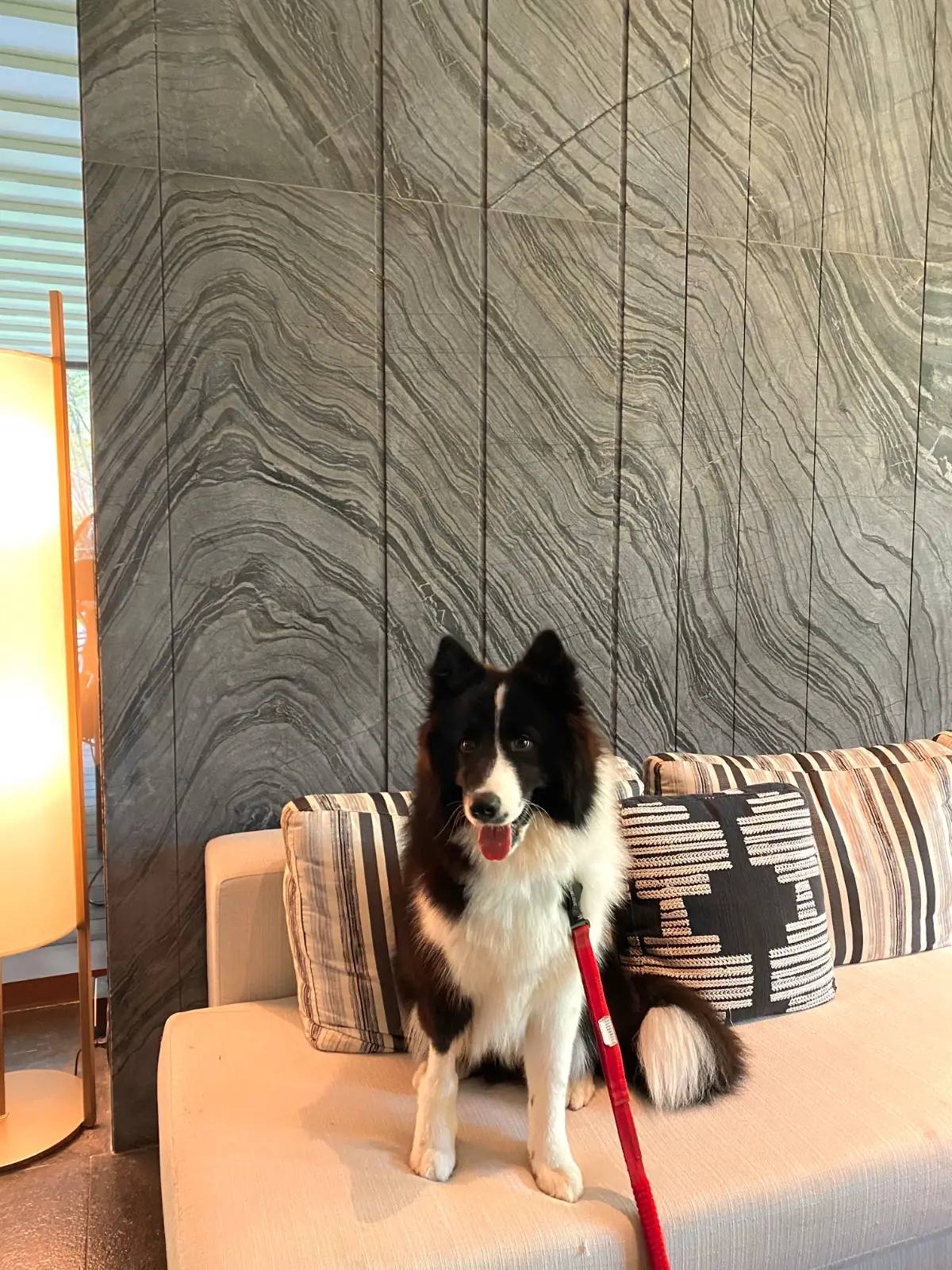 คราฟ pets image 1