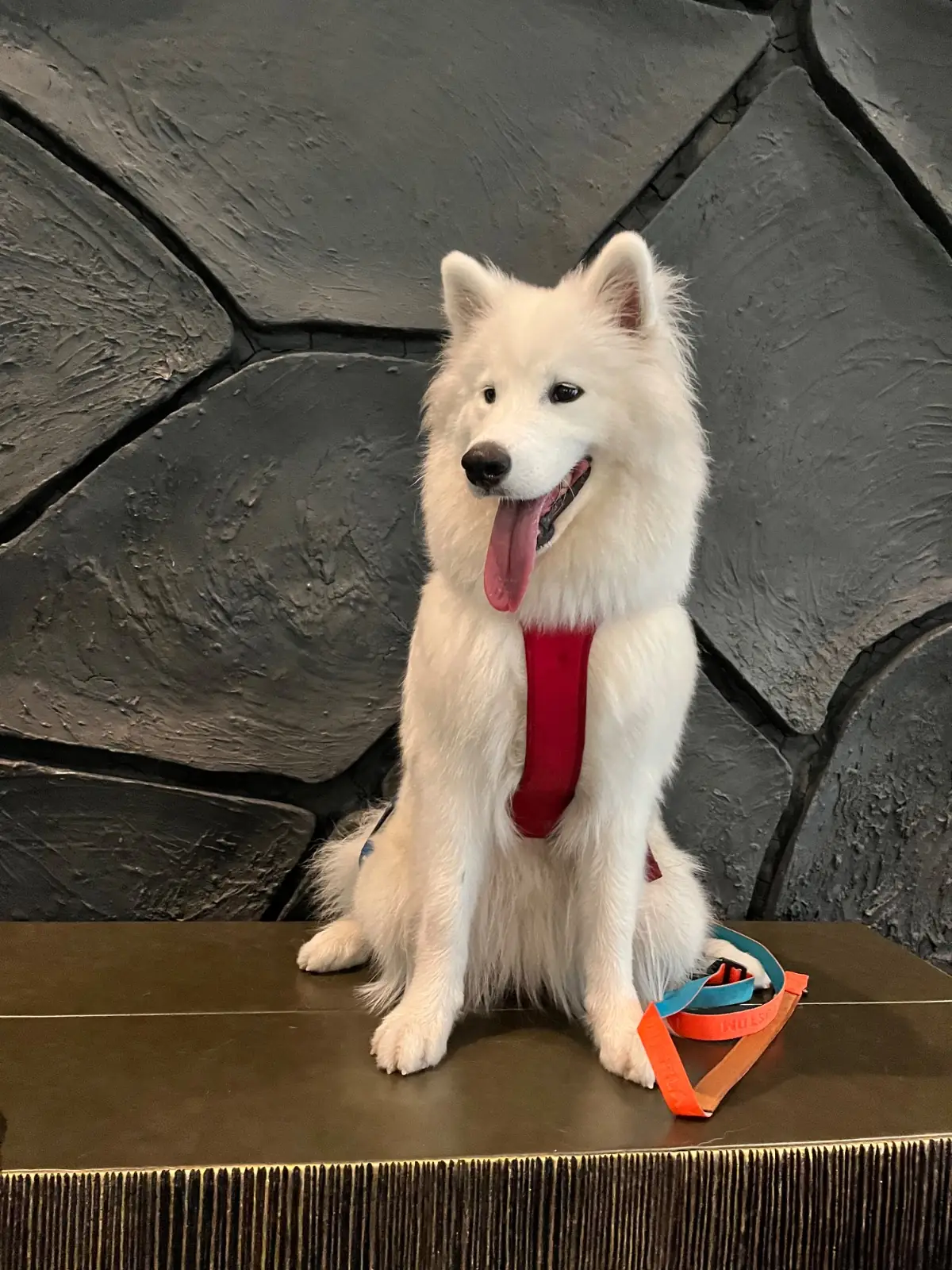 คราฟ pets image 14