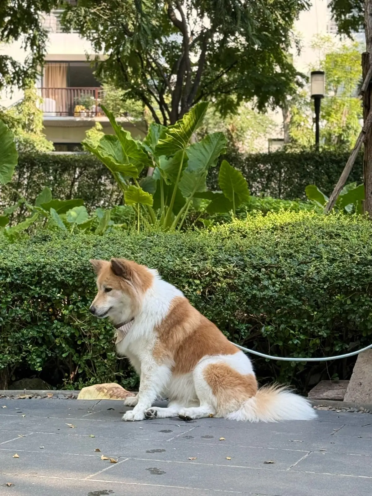 คราฟ pets image 6