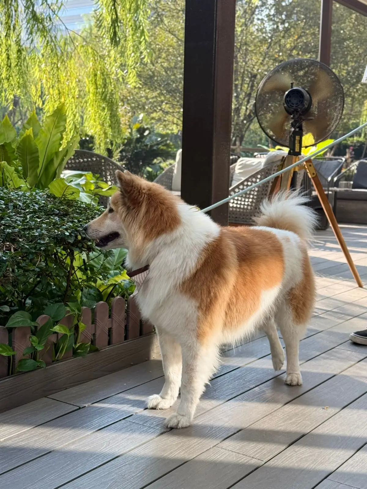 คราฟ pets image 8