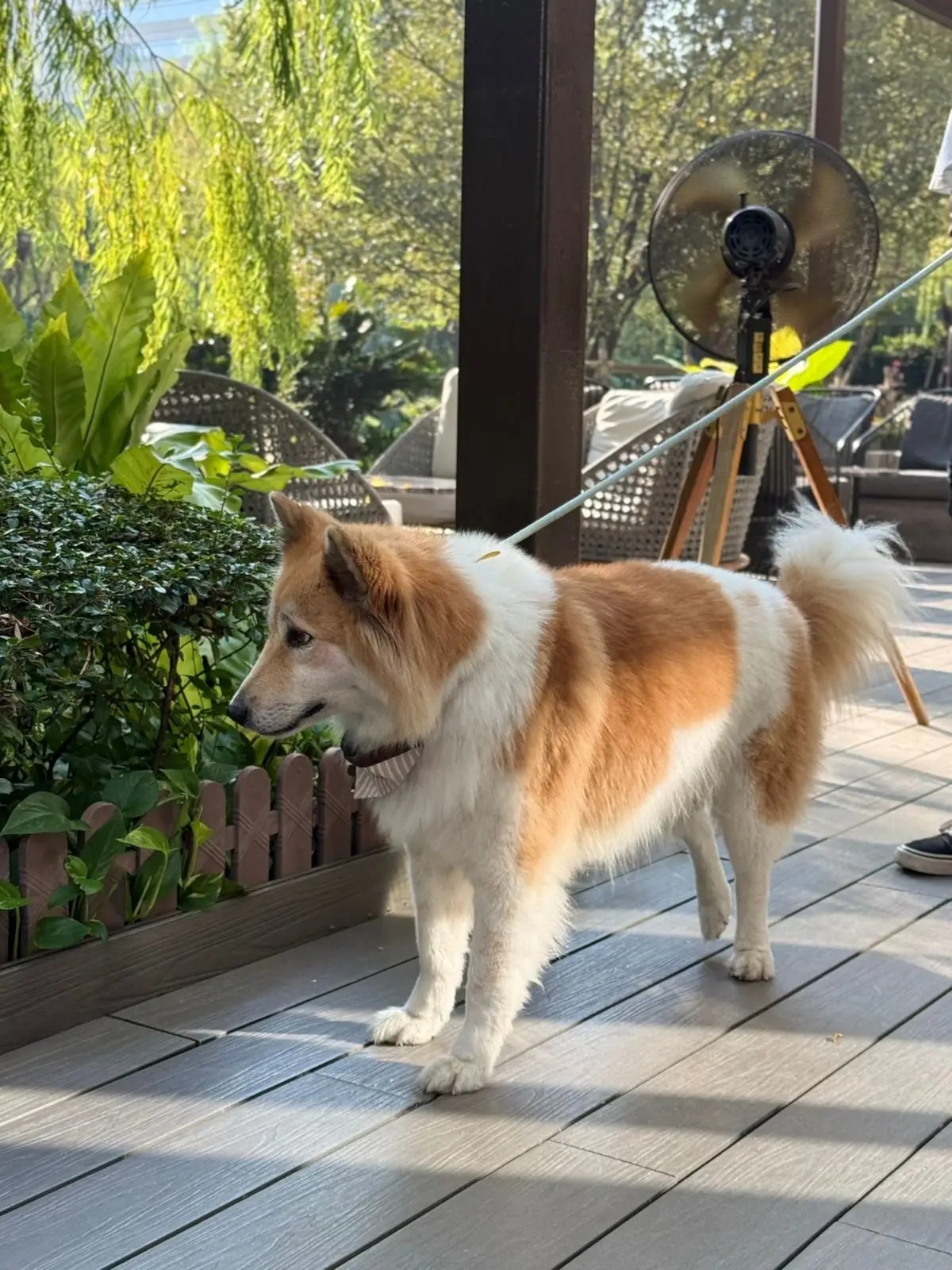 คราฟ pets image 9