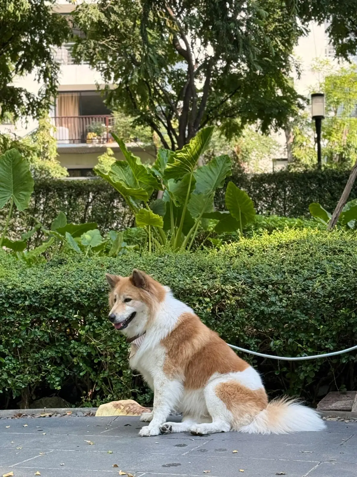 คราฟ pets image 5