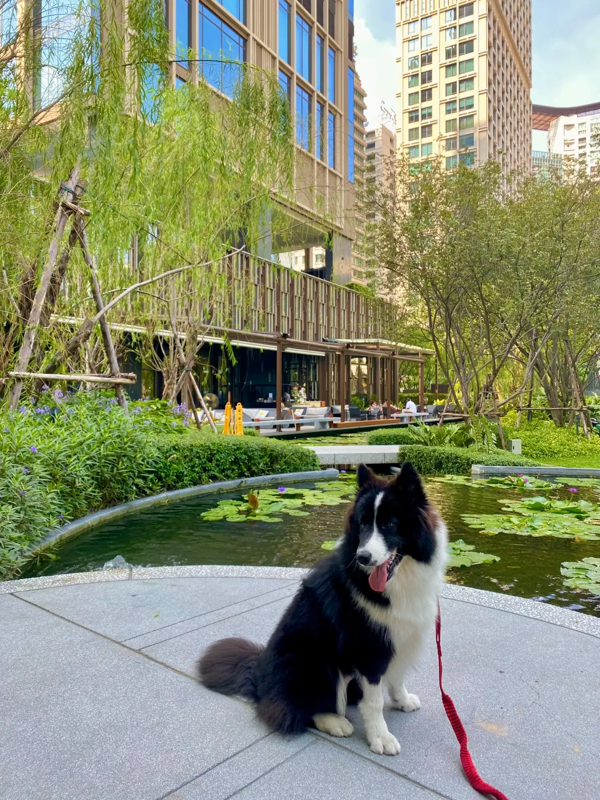 คราฟ pets image 3