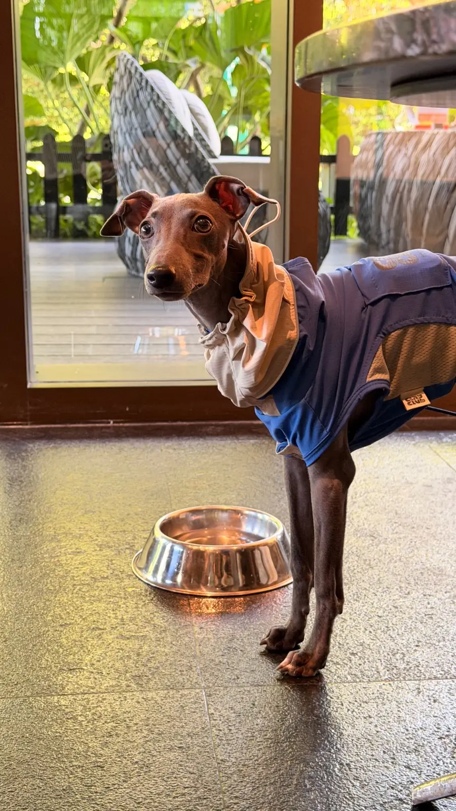 คราฟ pets image 4