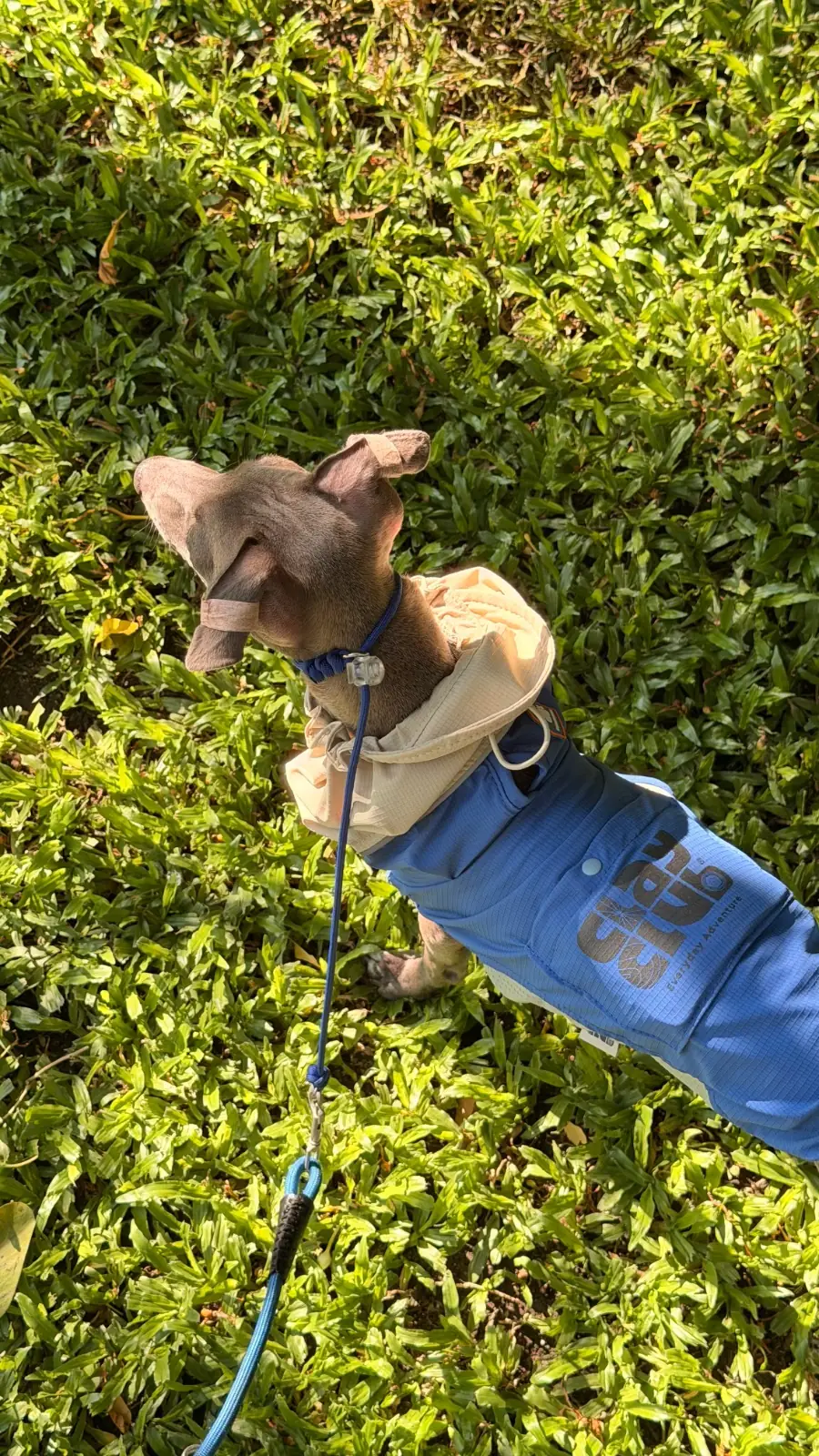 คราฟ pets image 2
