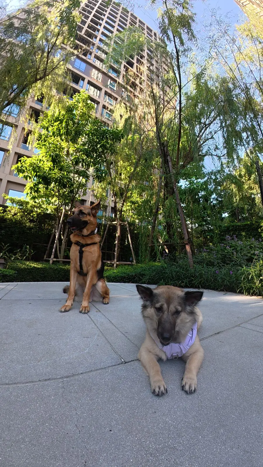 คราฟ pets image 15