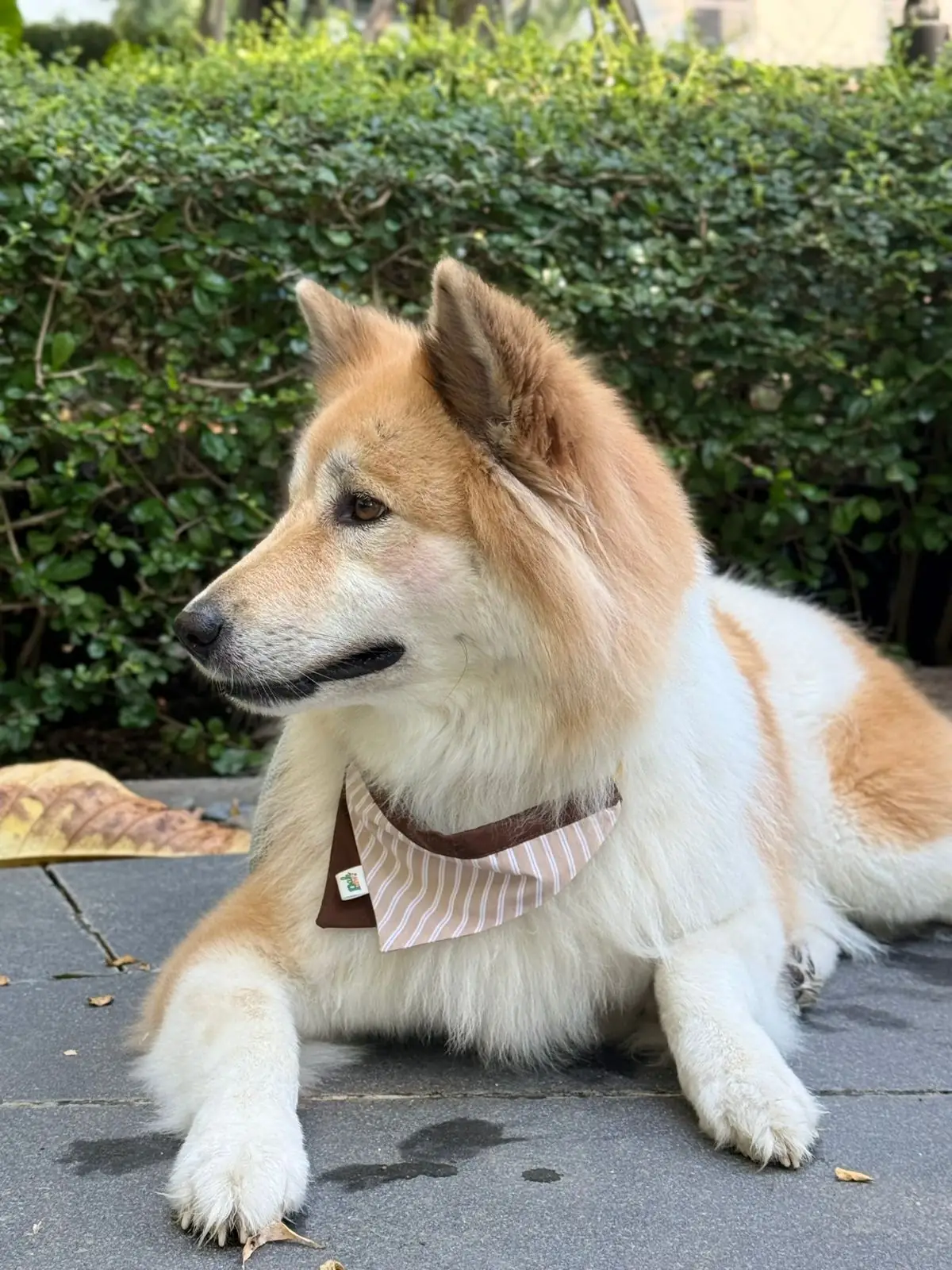 คราฟ pets image 7