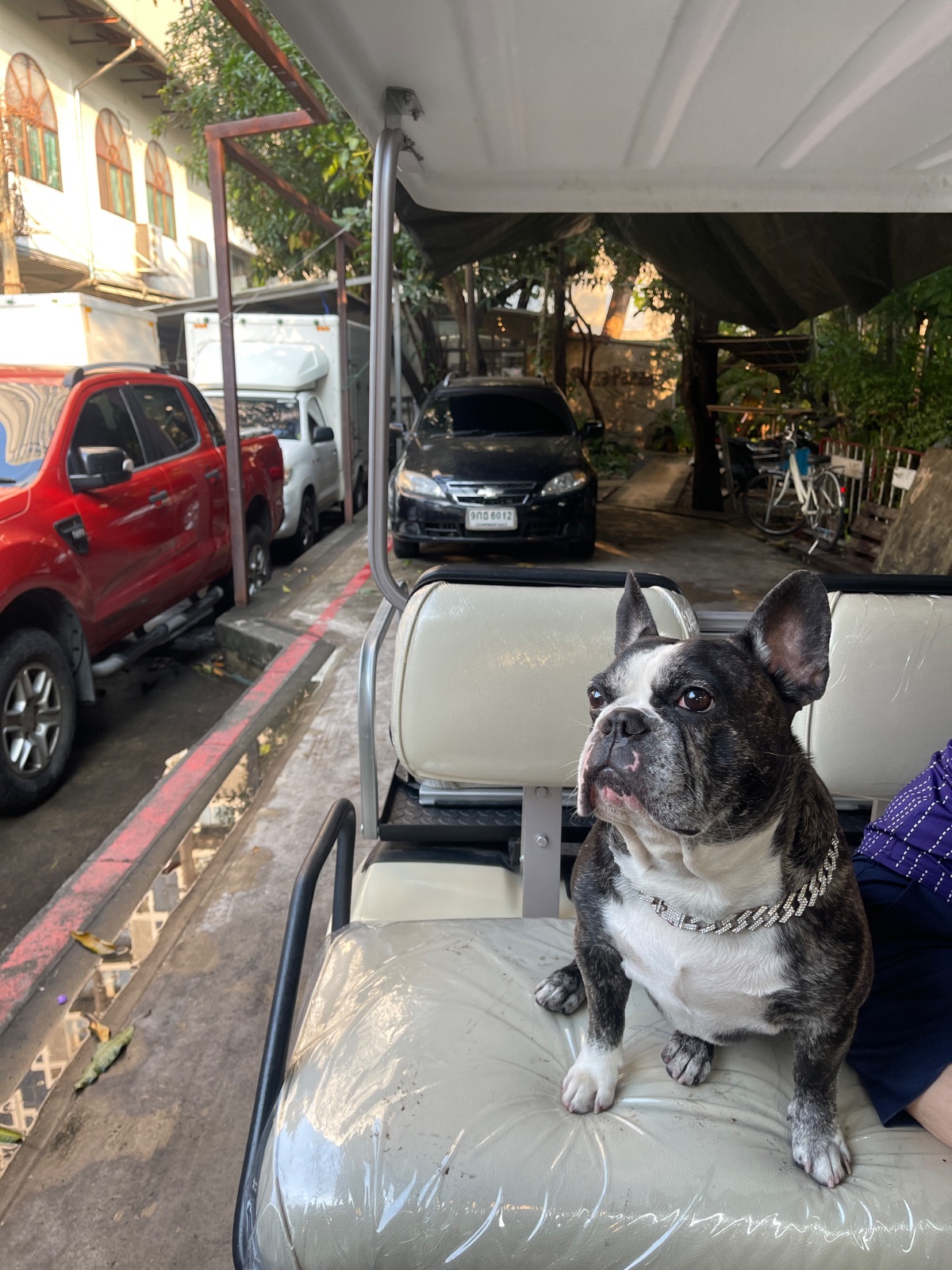 Shimi Shabu pets image 4