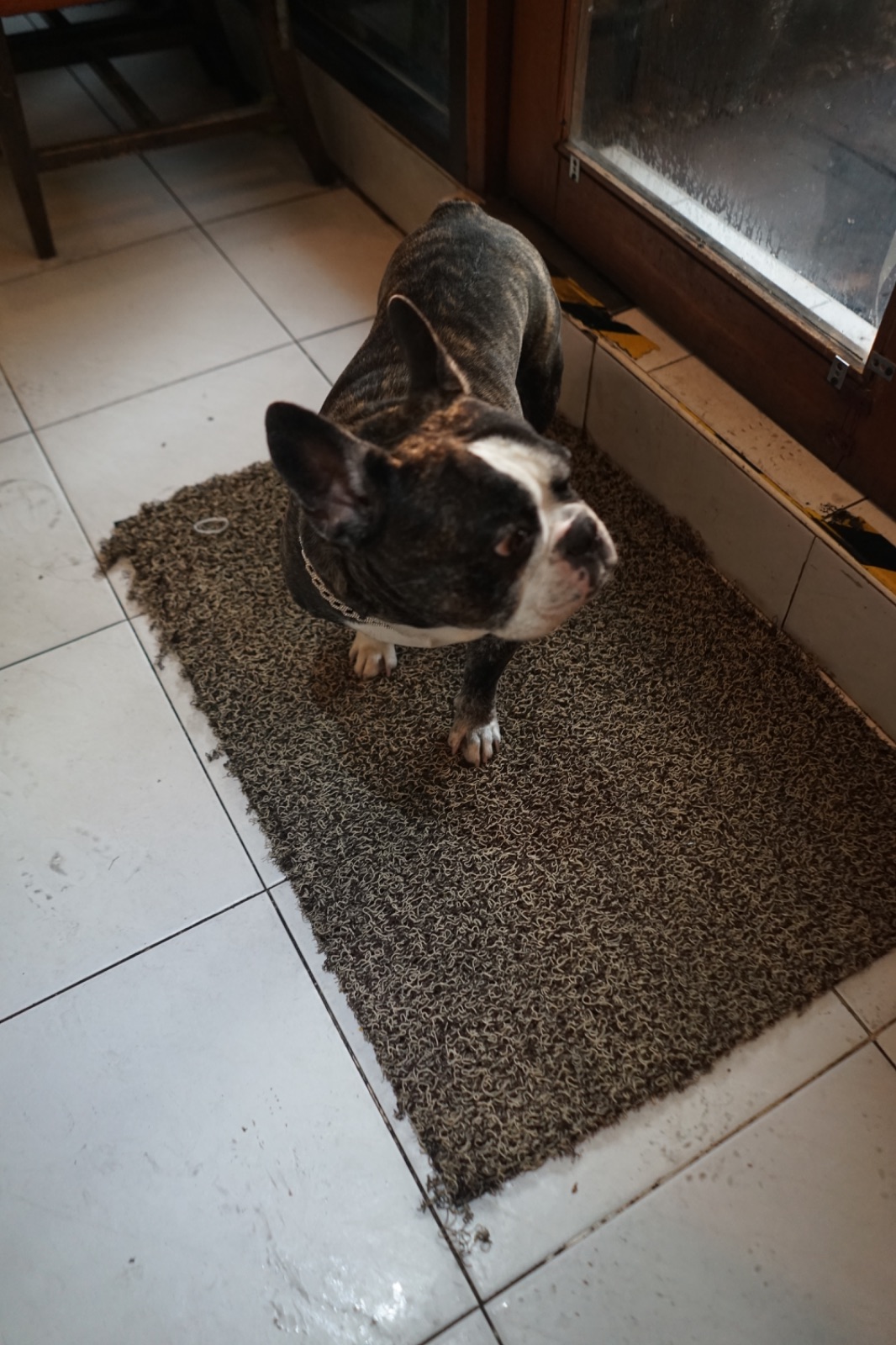 Shimi Shabu pets image 3