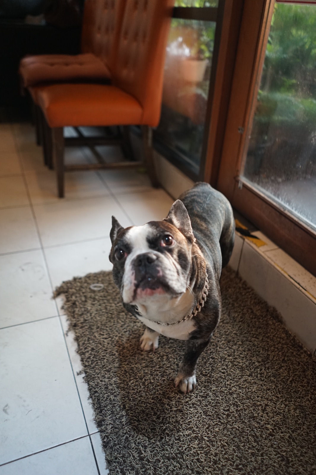 Shimi Shabu pets image 1