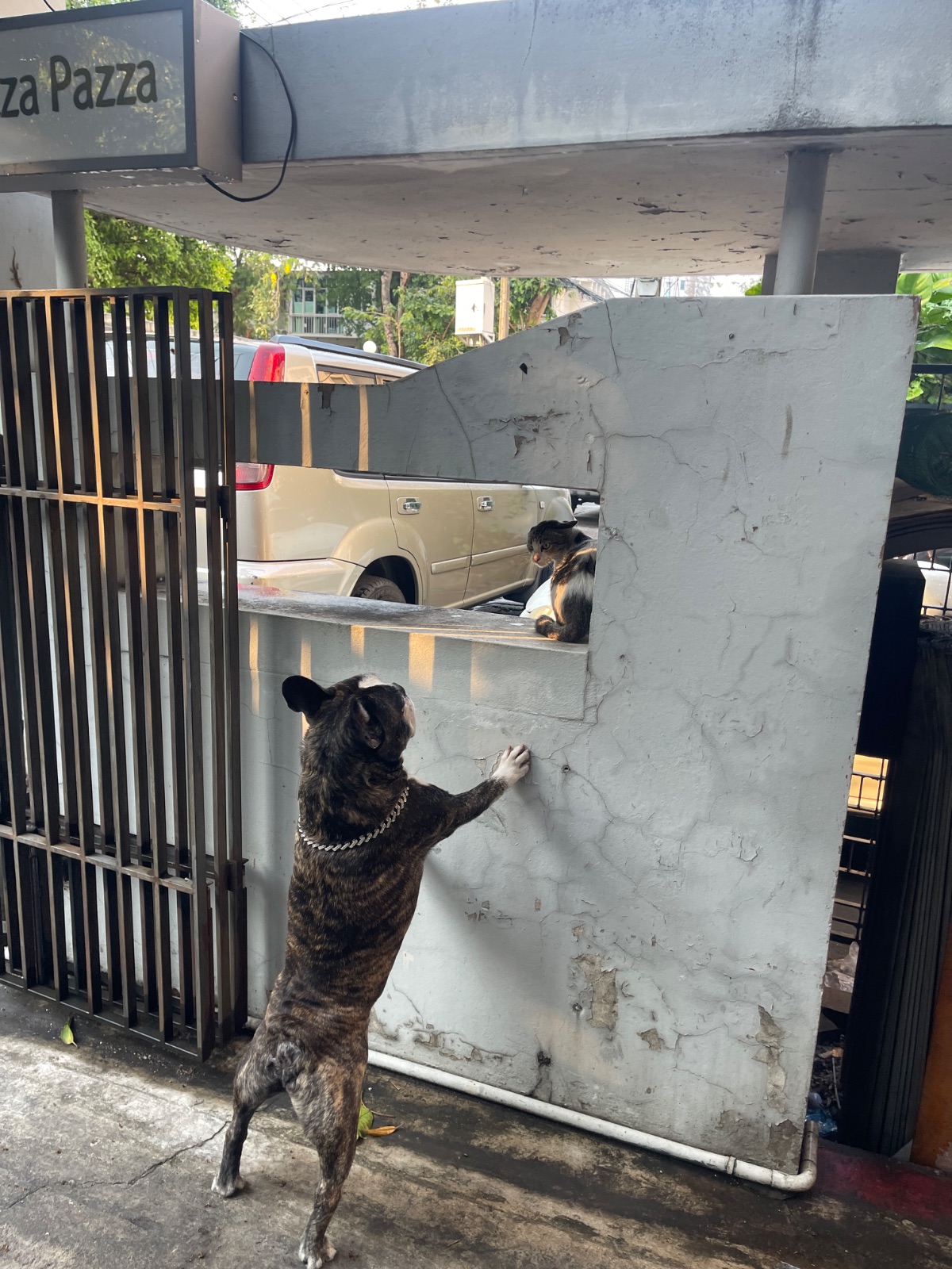 Shimi Shabu pets image 2