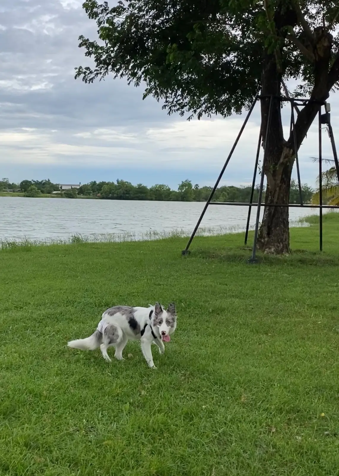 HAKO Cafe 'n Glamping pets image 3