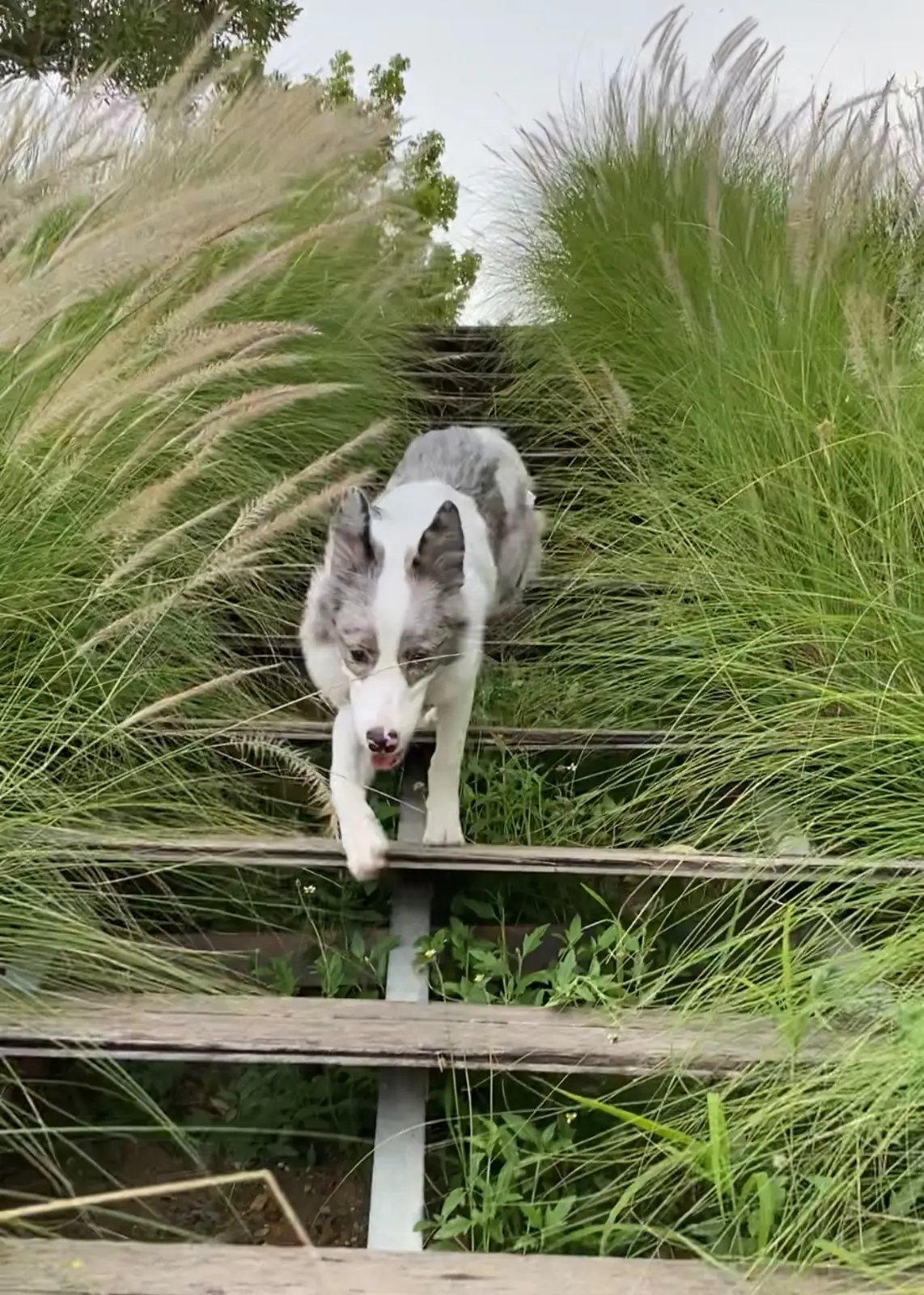 HAKO Cafe 'n Glamping pets image 2