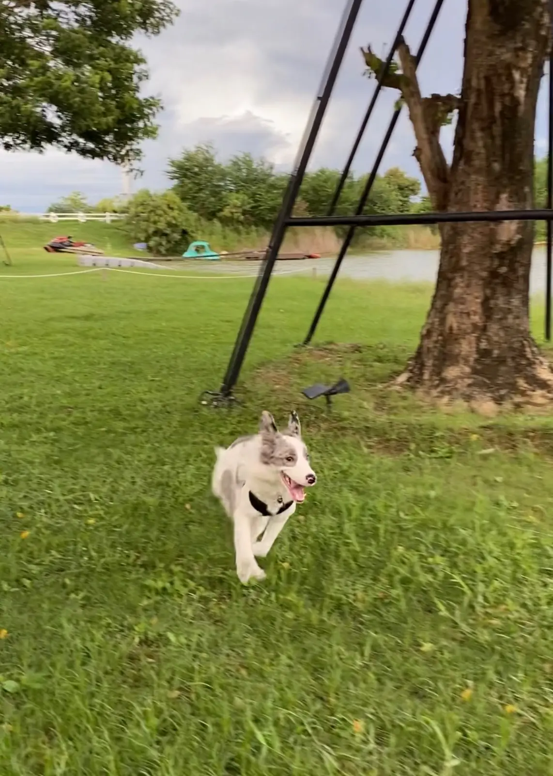 HAKO Cafe 'n Glamping pets image 1