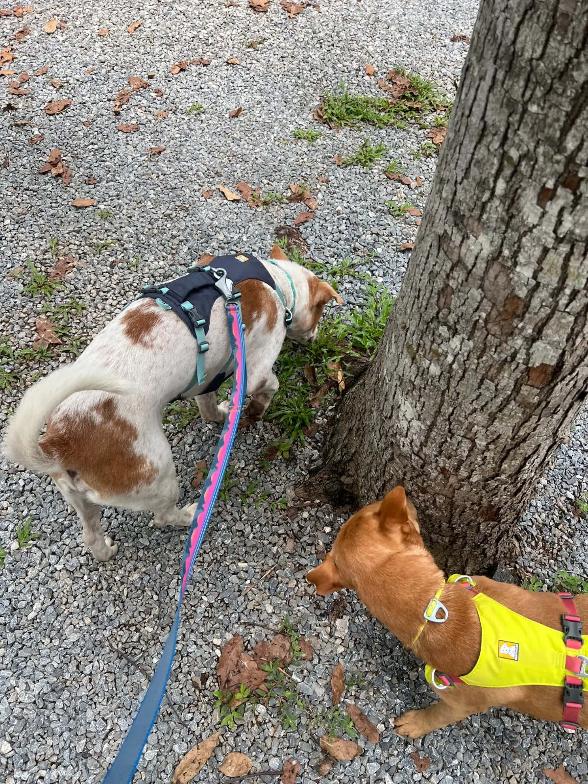 Yellow Submarine Coffee Tank pets image 2