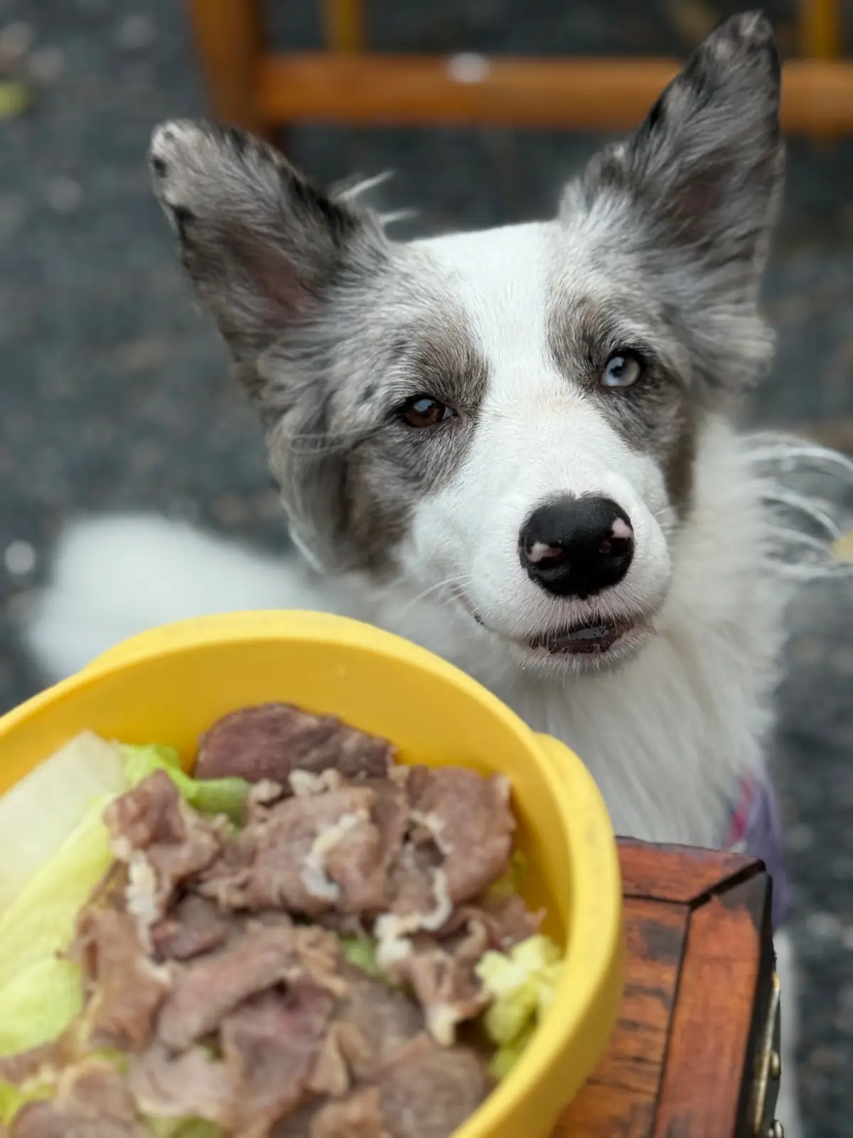Bromo Rimklong Mookrata pets image 3