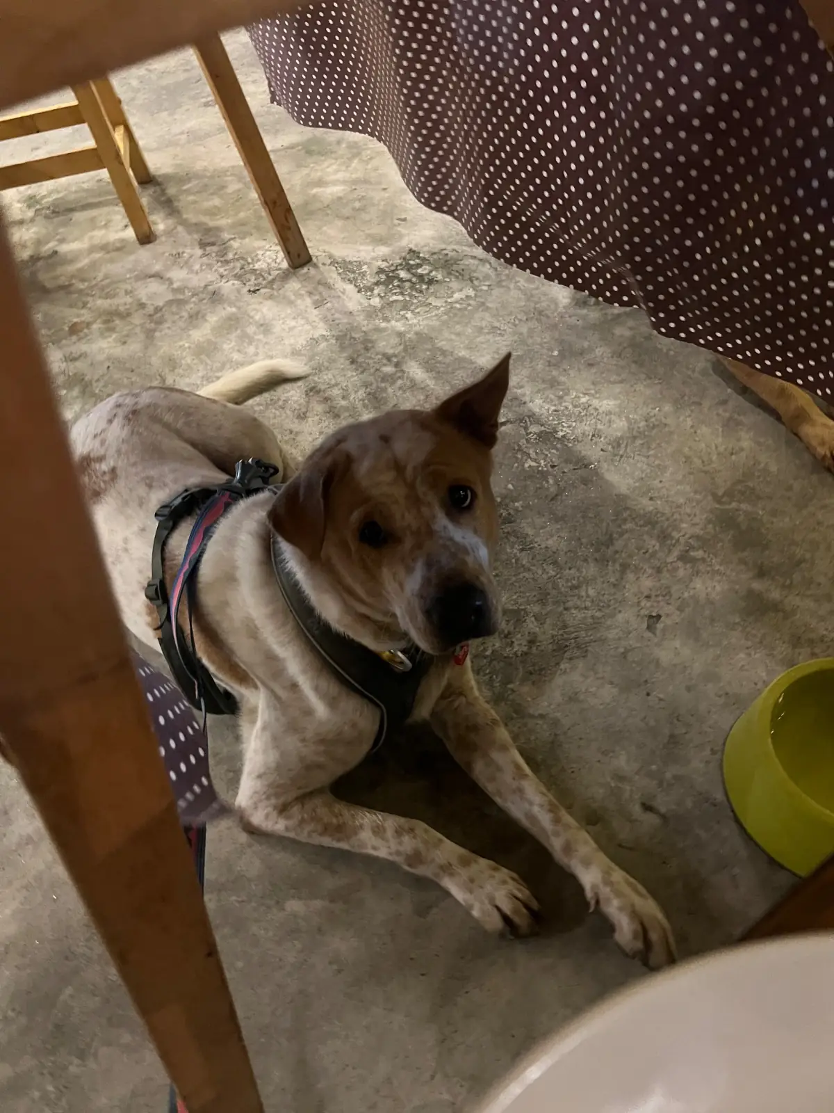 Bromo Rimklong Mookrata pets image 1