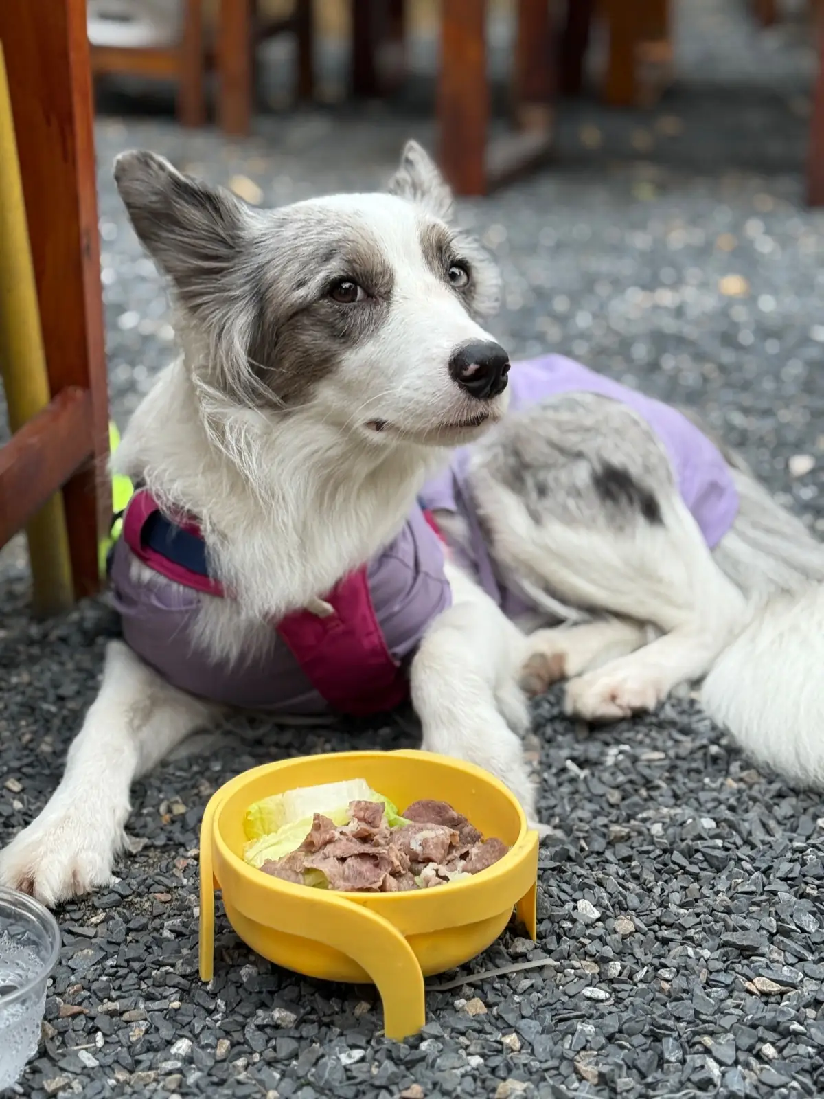 Bromo Rimklong Mookrata pets image 4