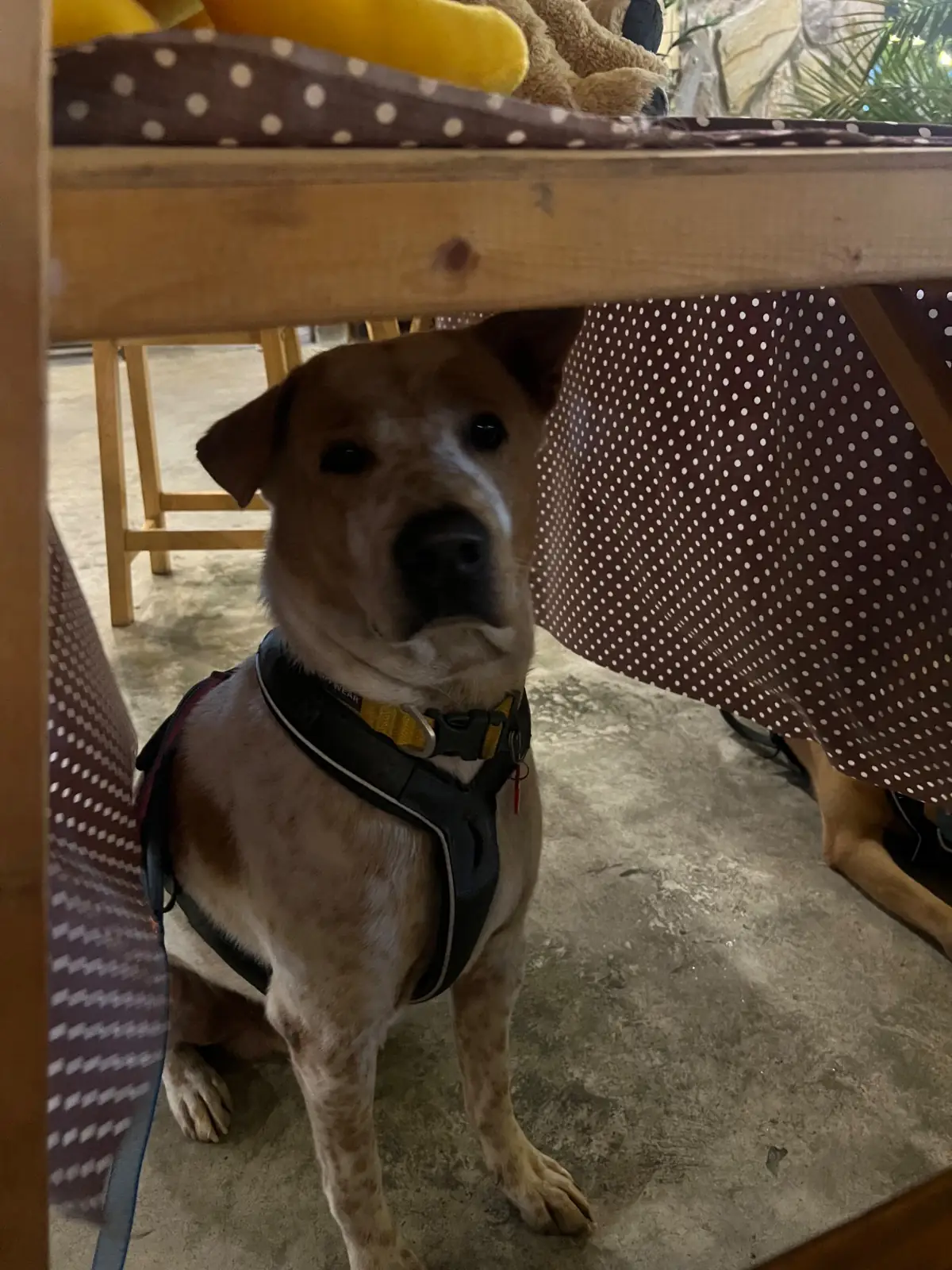 Bromo Rimklong Mookrata pets image 2