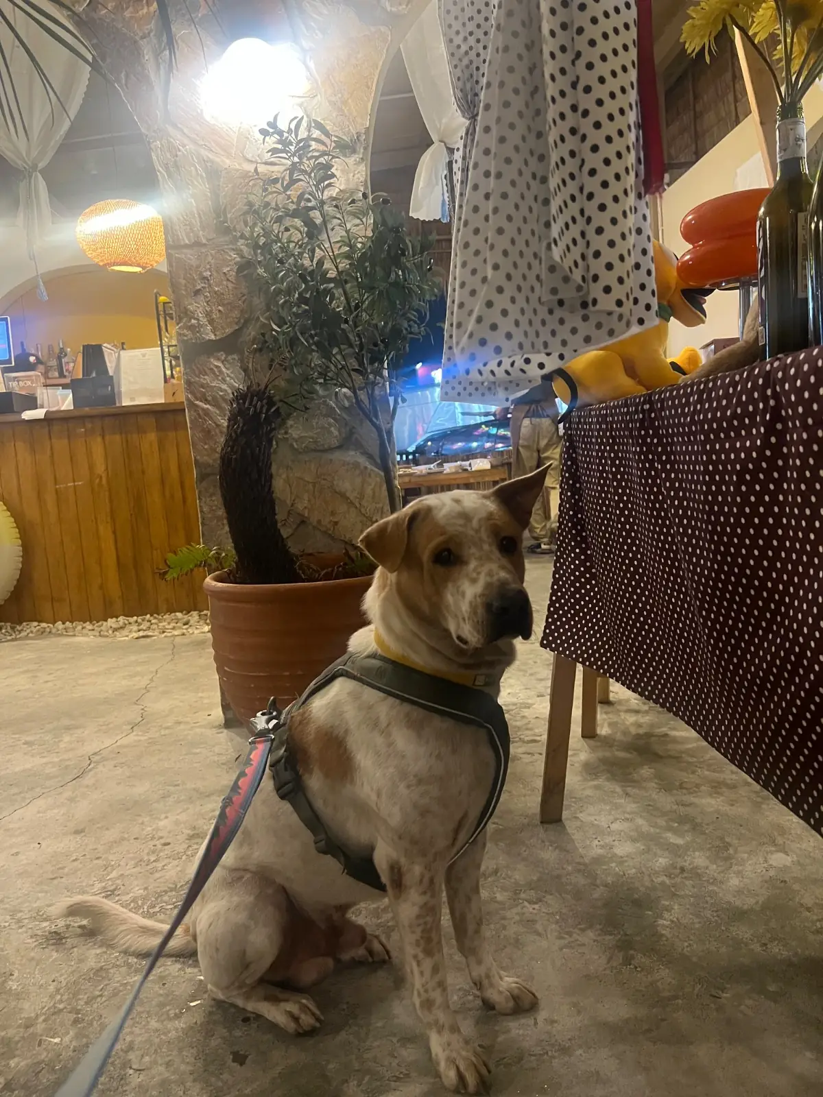 Bromo Rimklong Mookrata pets image 5