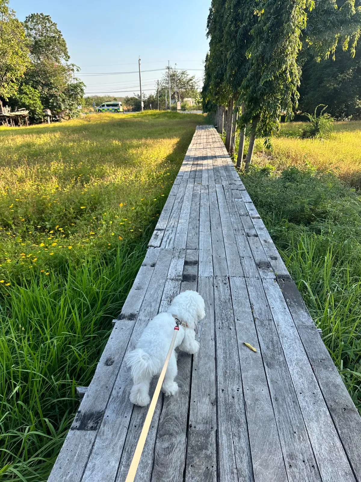 กระเพรา & Coffee pets image 1
