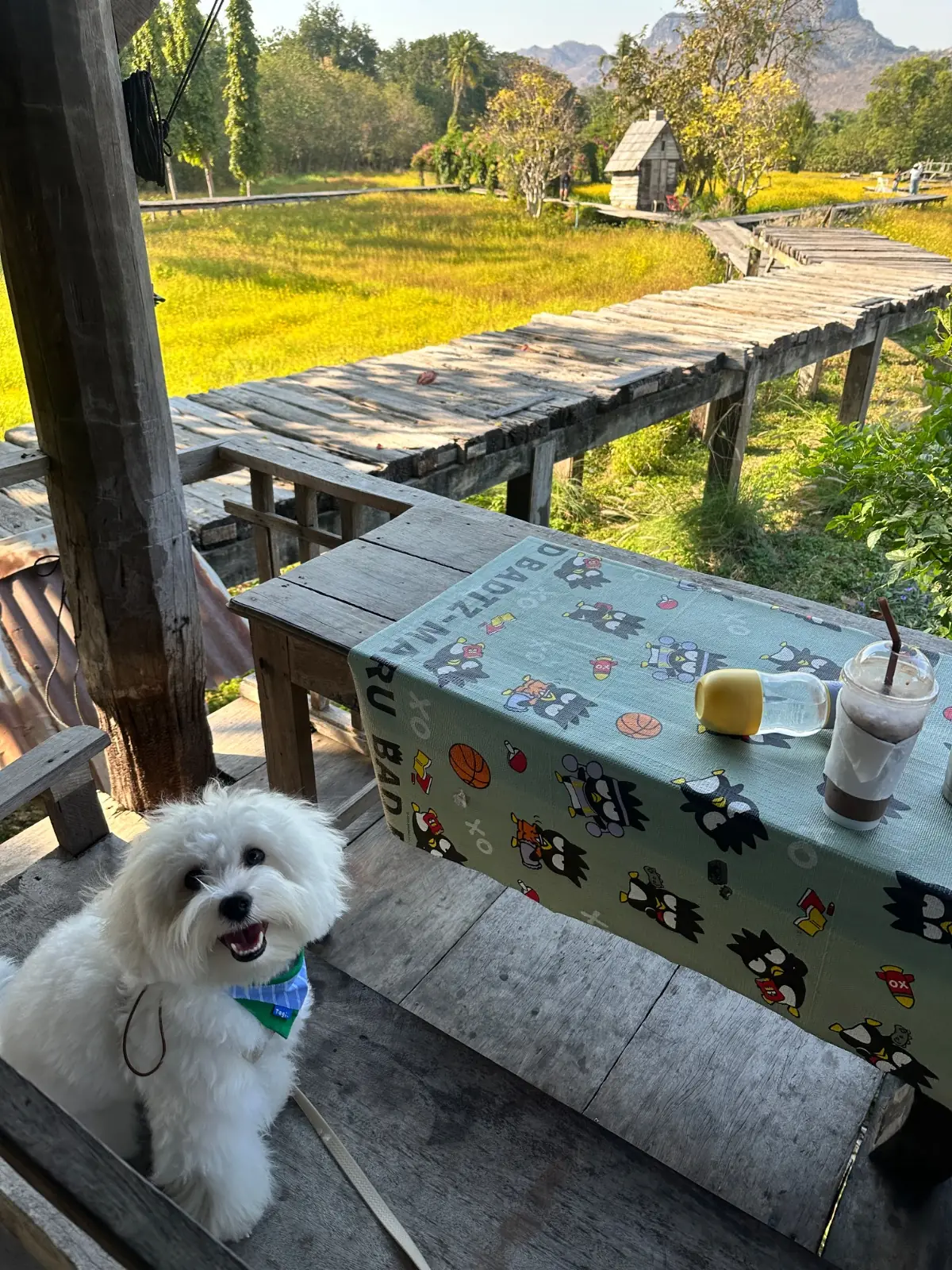 Krapao & Coffee pets image 2