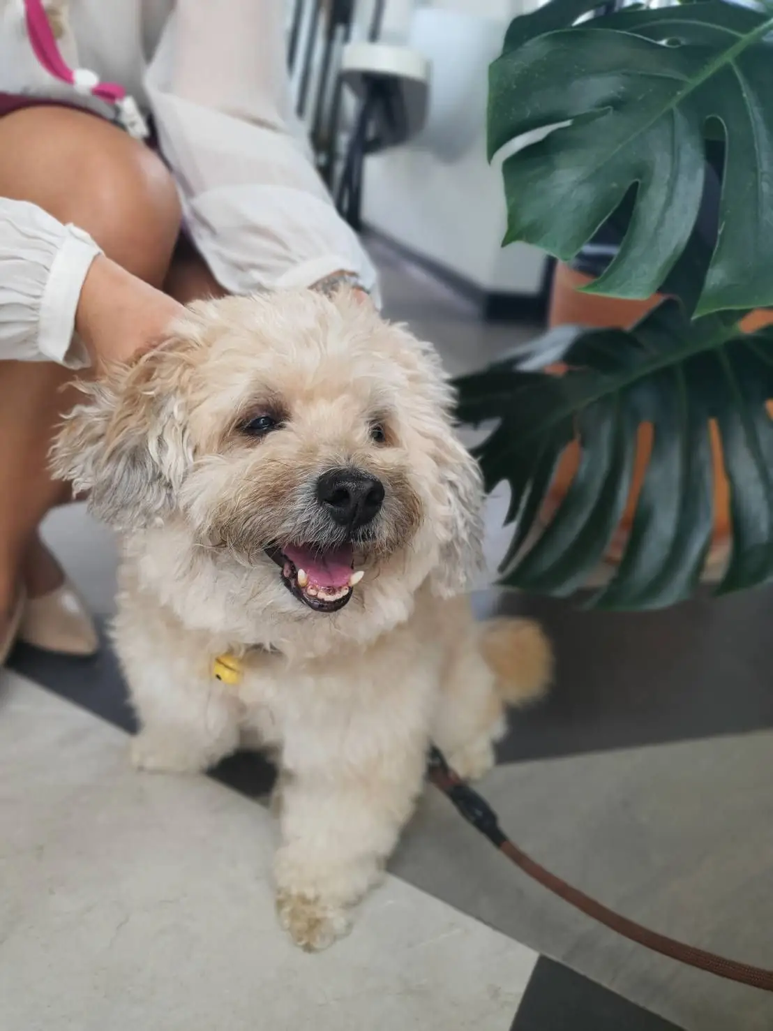 ชิม คาเฟ่ pets image 1