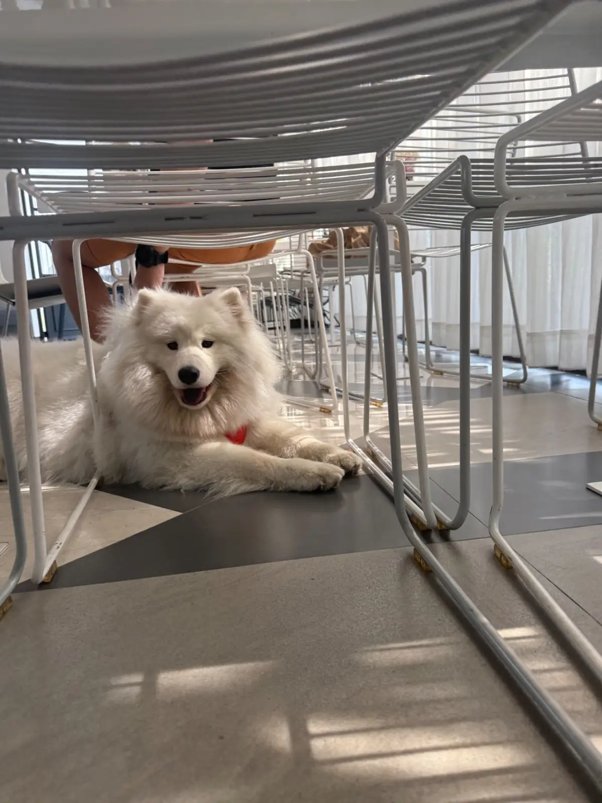 ชิม คาเฟ่ pets image 2
