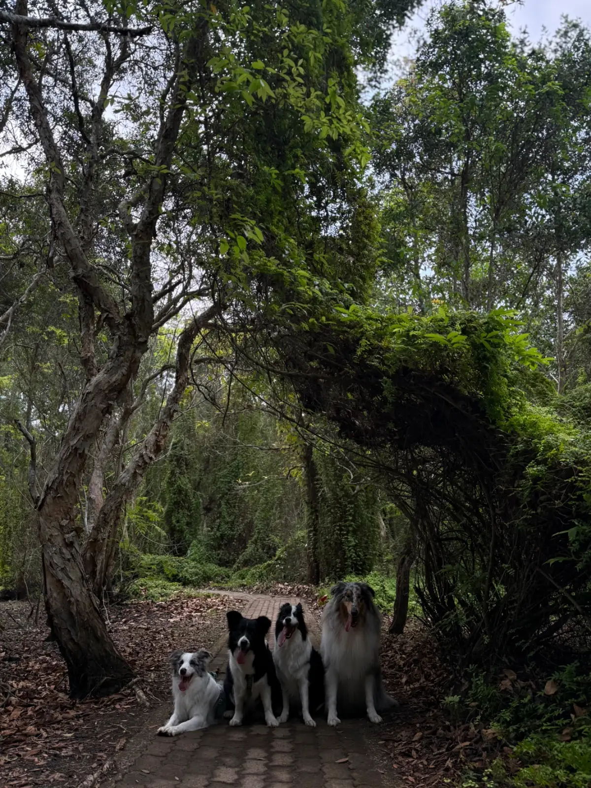 สวนพฤกษศาสตร์ระยอง pets image 3