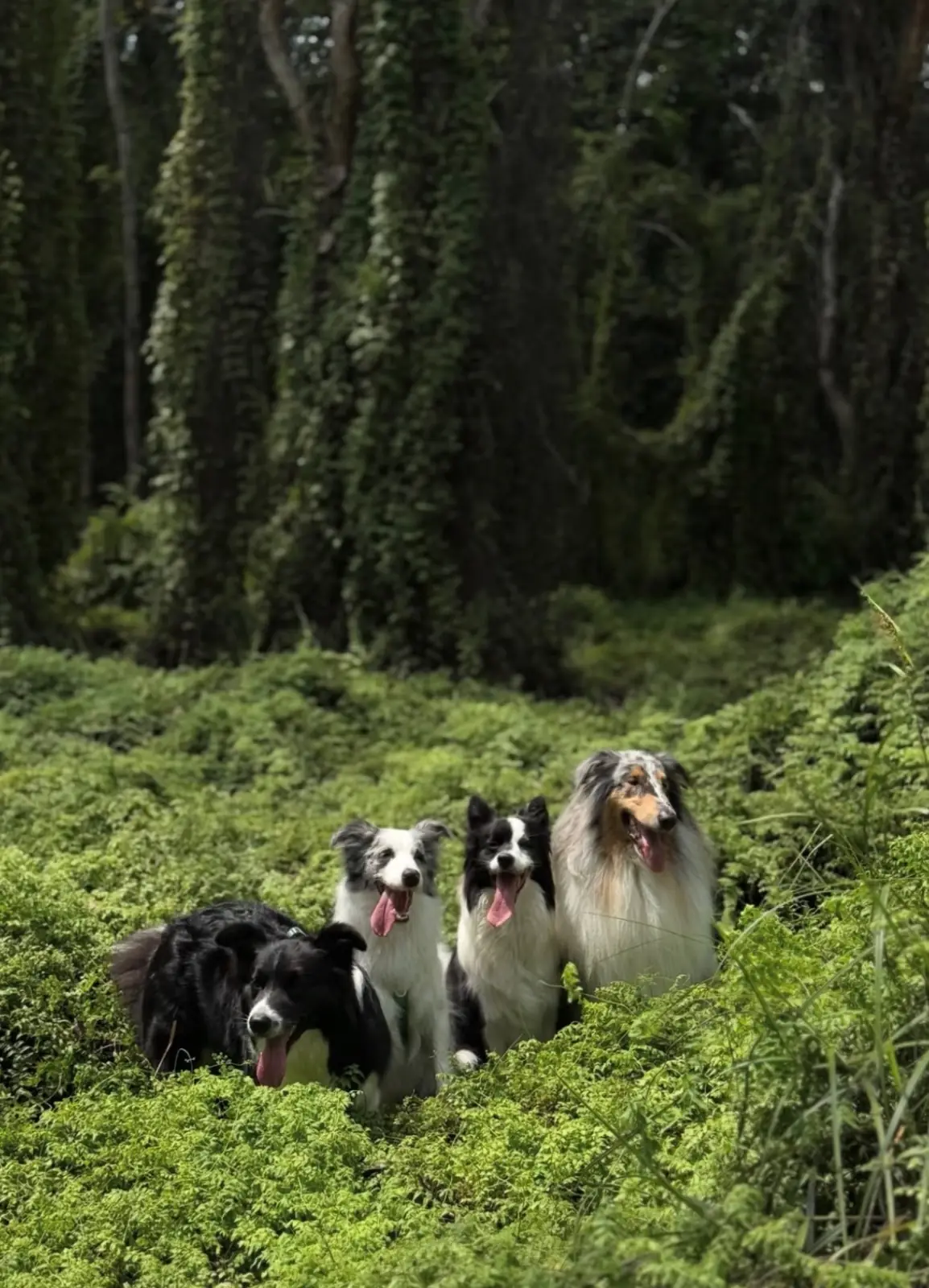 สวนพฤกษศาสตร์ระยอง pets image 2